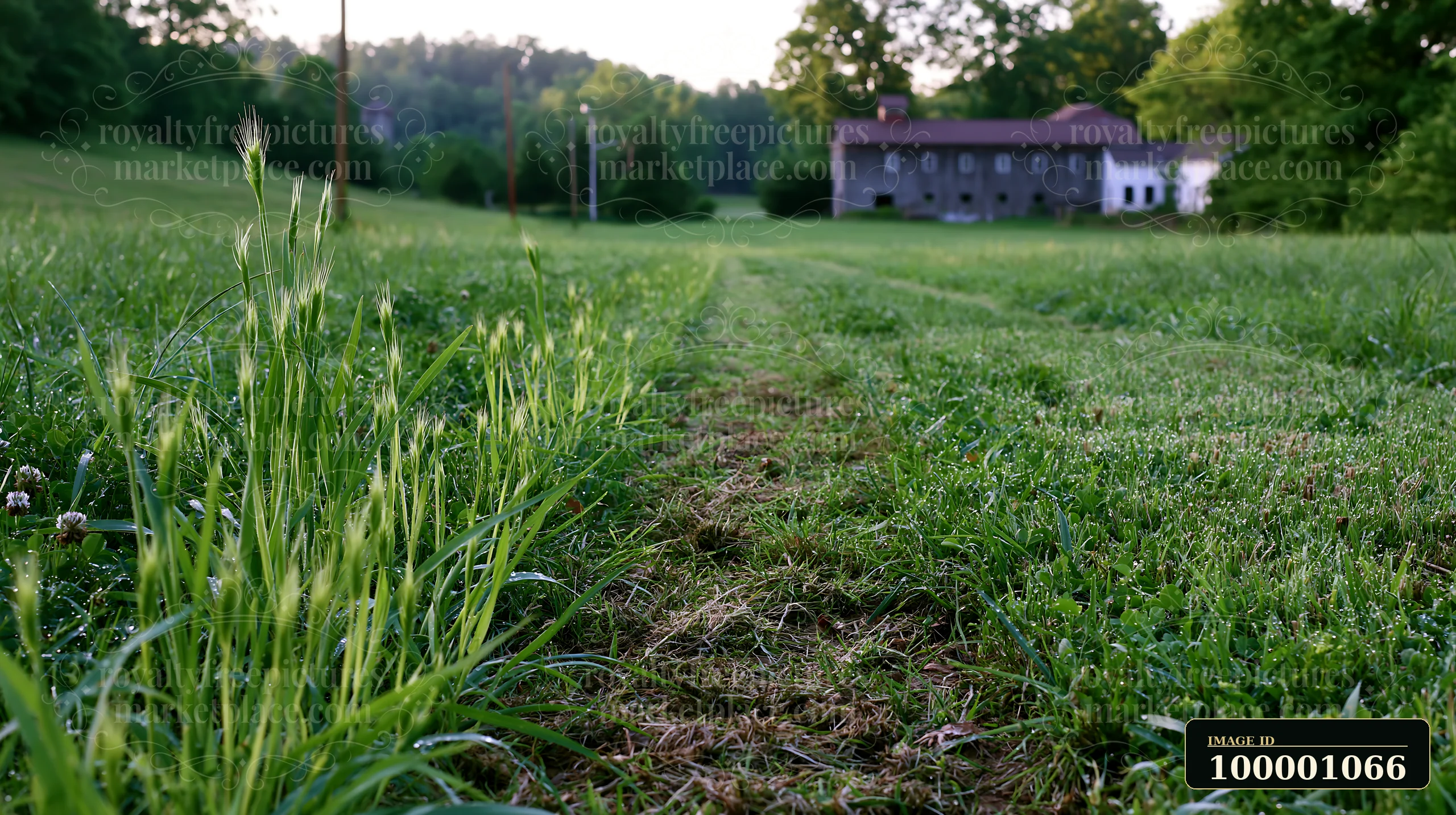 Tall grass grows on a meadow recovering after mowing, with a path leading to a house in the distance.