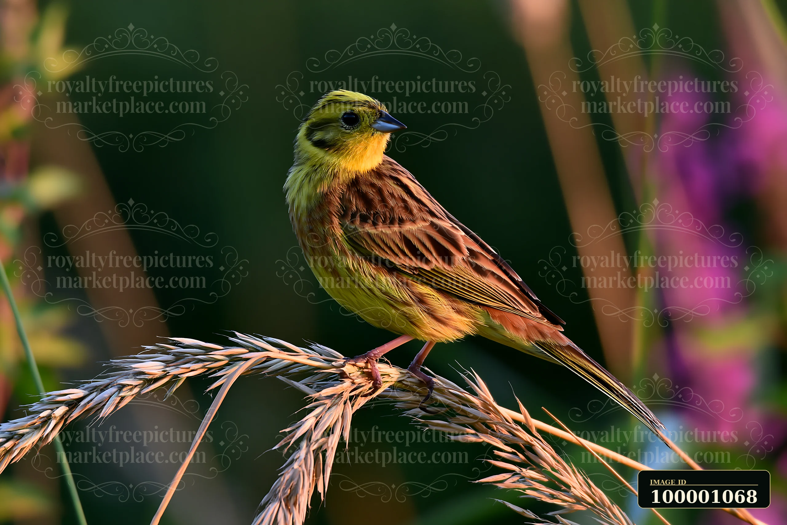 A bird perches on grass in a meadow with nesting bird habitat.