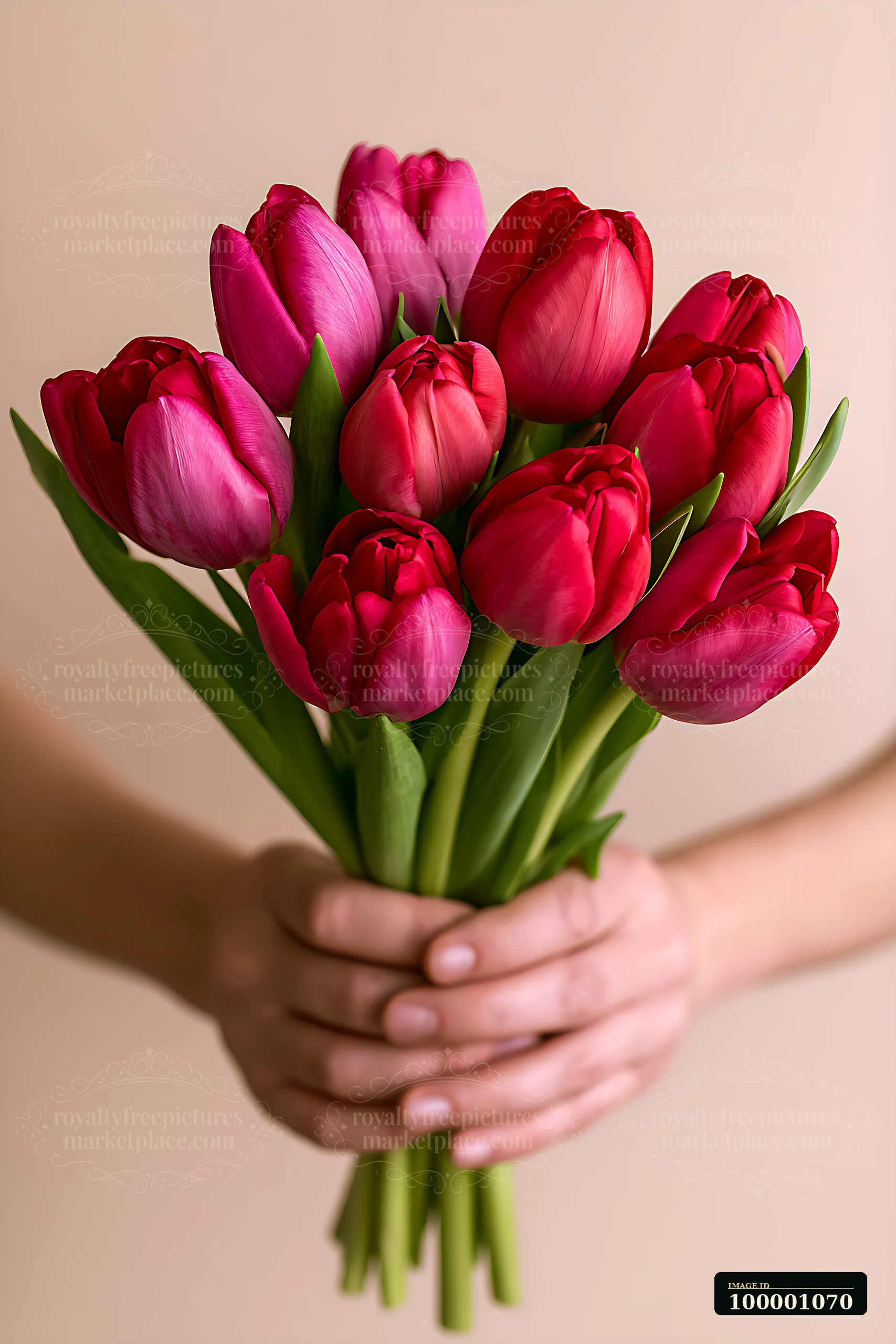 A person holds a bouquet of red and pink tulips, displaying the vibrant flowers in front of a soft, neutral background.