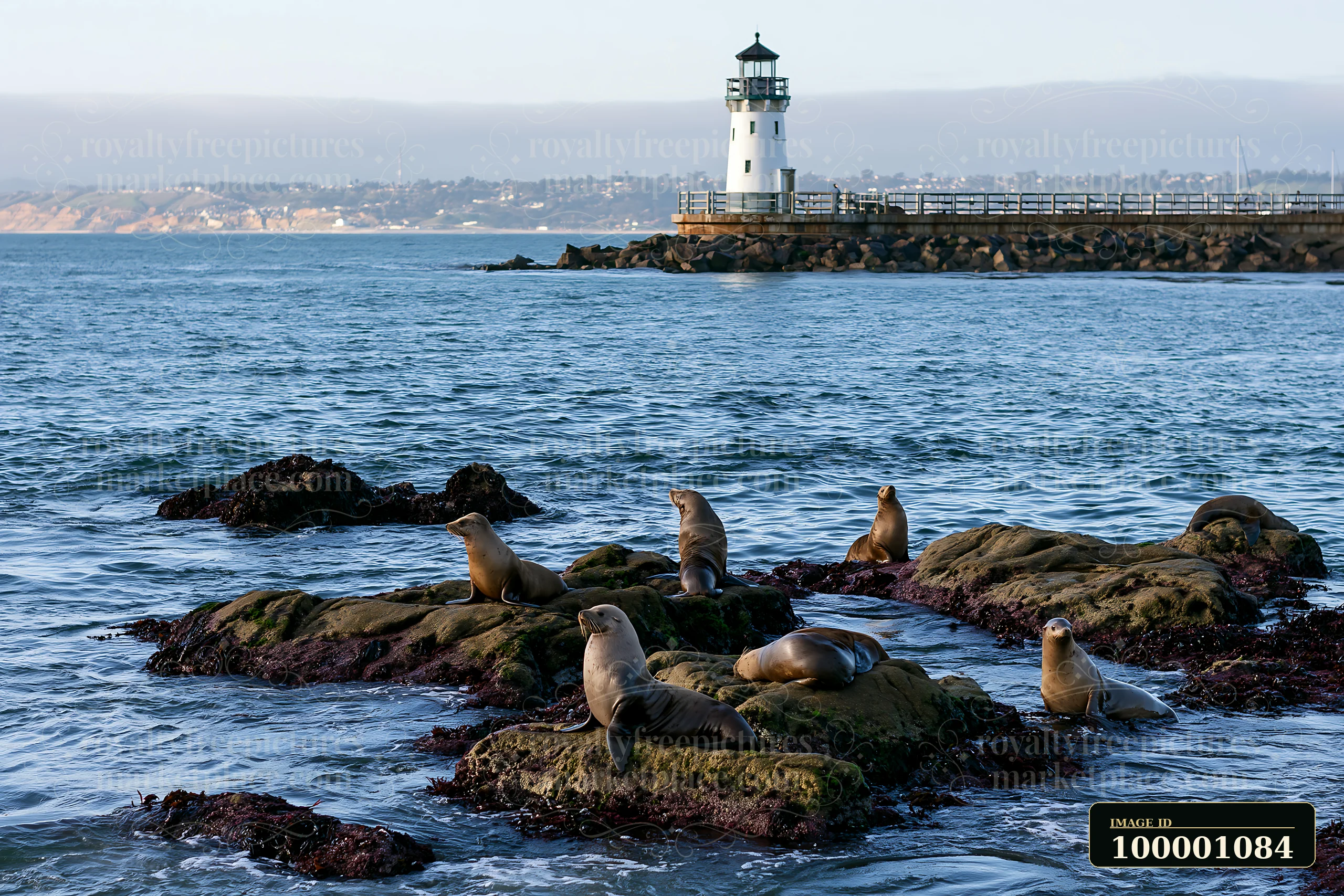 Seals rest on rocky formations near the water, while a lighthouse stands in the background, marking a coastal area.