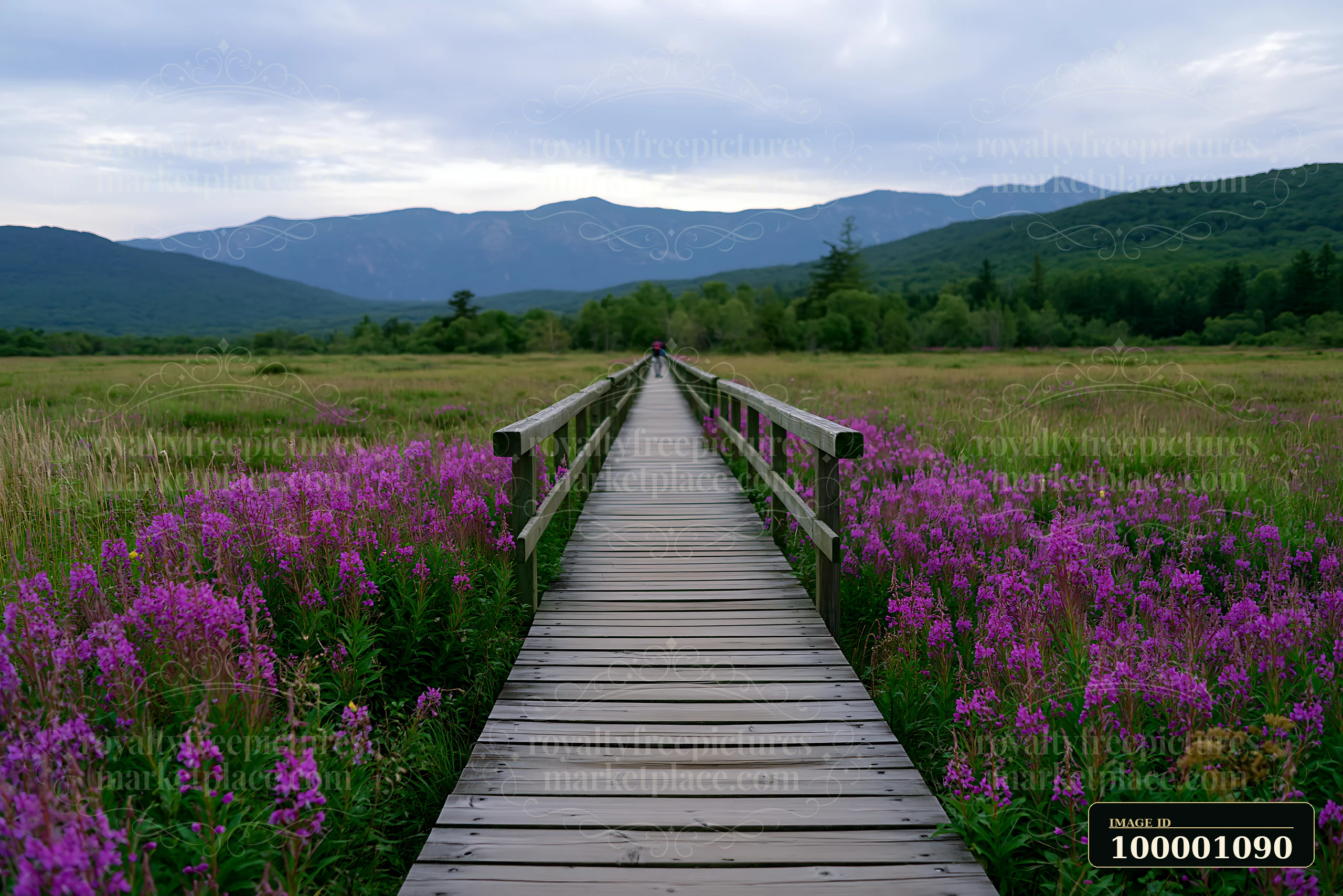A wooden pathway stretches through vibrant flowers leading to mountains under a cloudy sky.