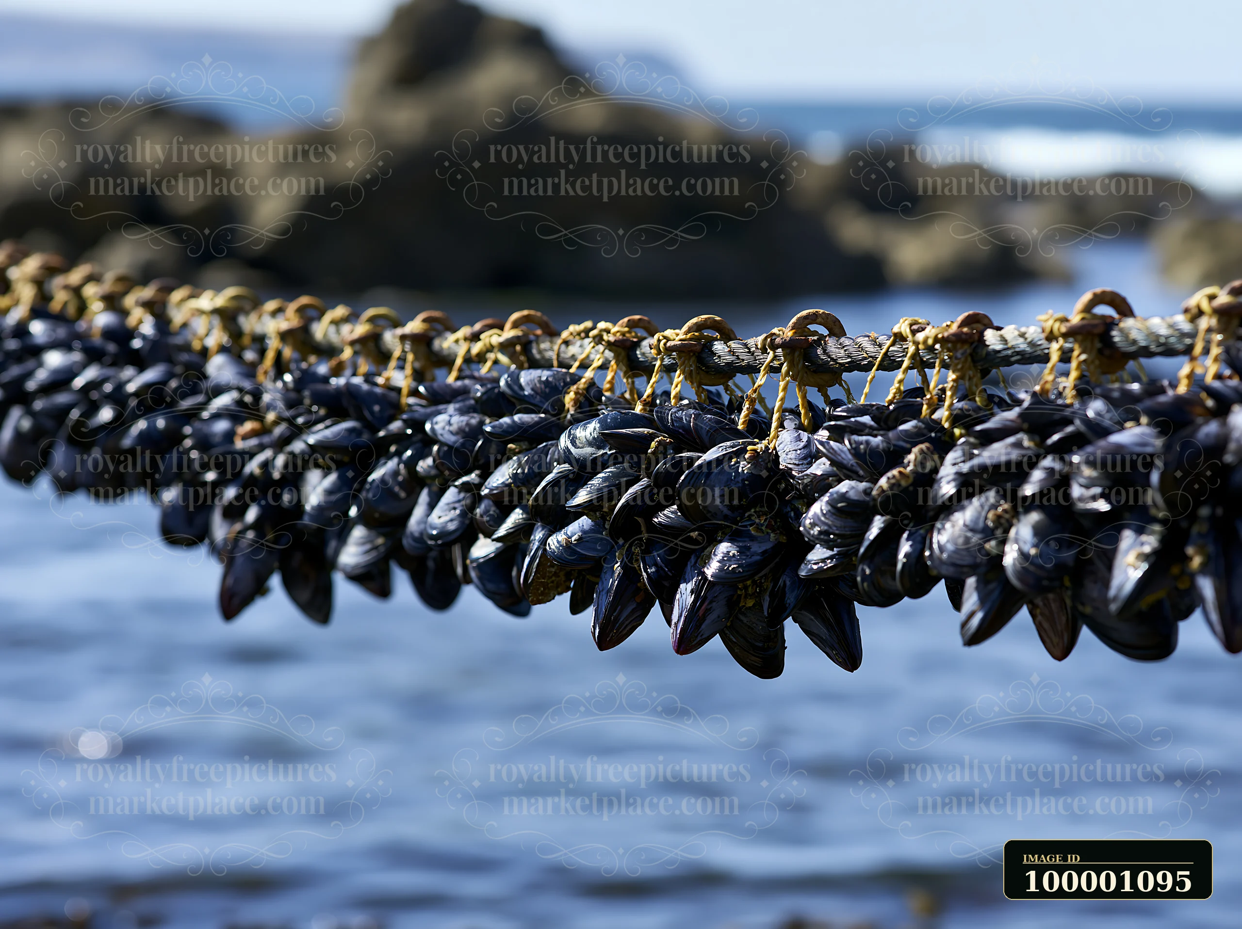 Mussel farms are displayed above the water, showing rows of mussels suspended from ropes.
