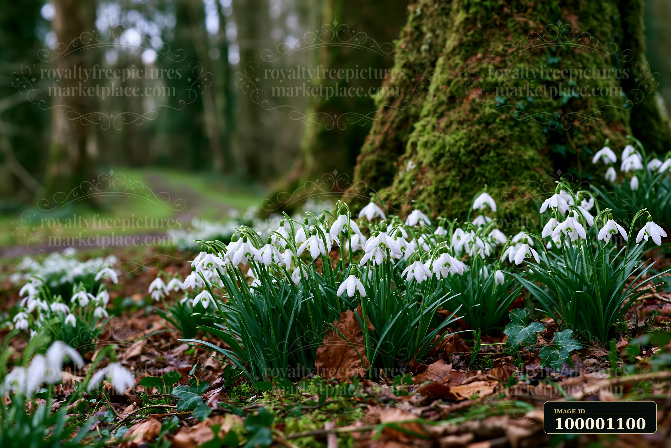 Snowdrop flowers beneath trees create a natural scene in the forest.