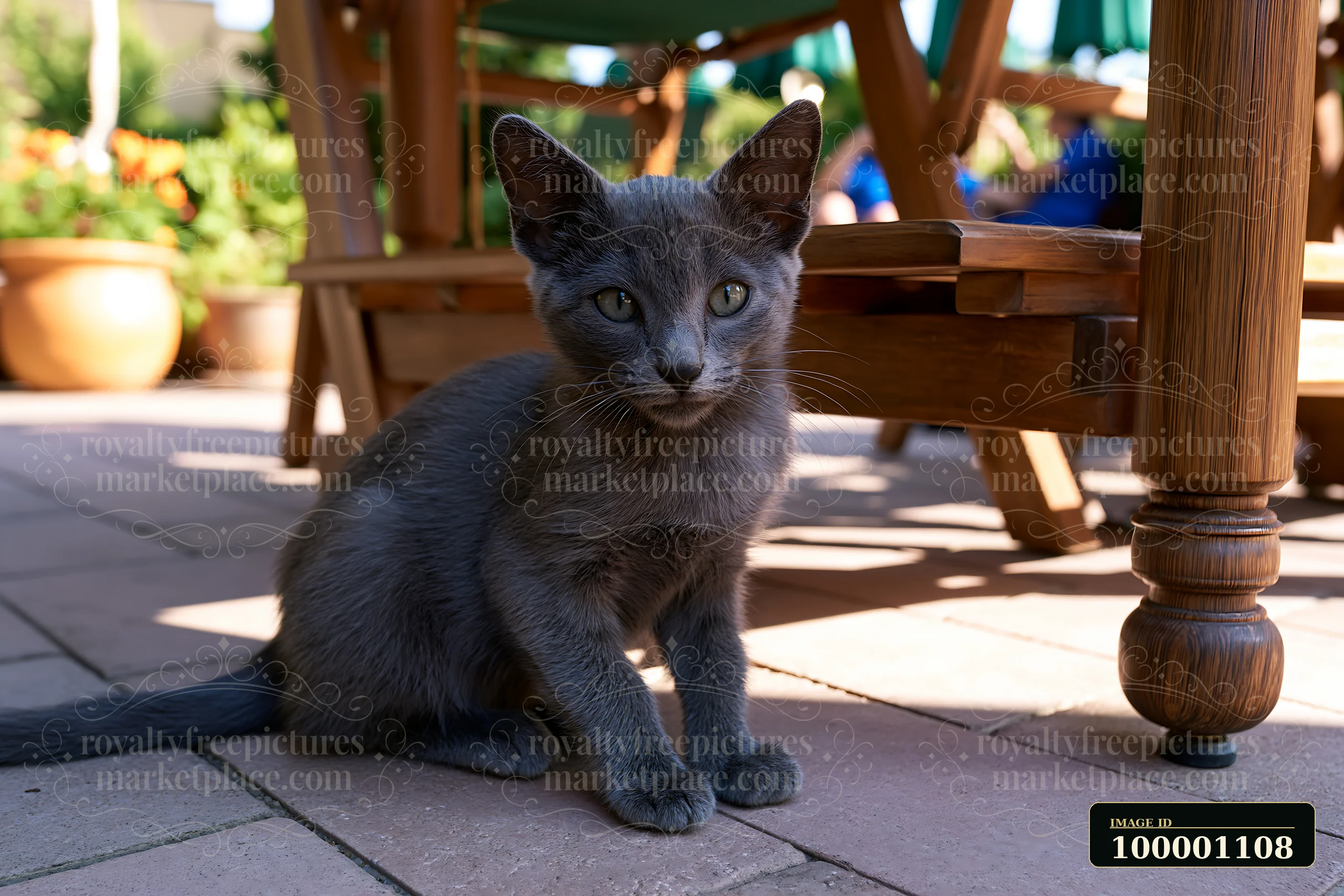 A Korat kitten sits on a stone patio, looking curiously at its surroundings.