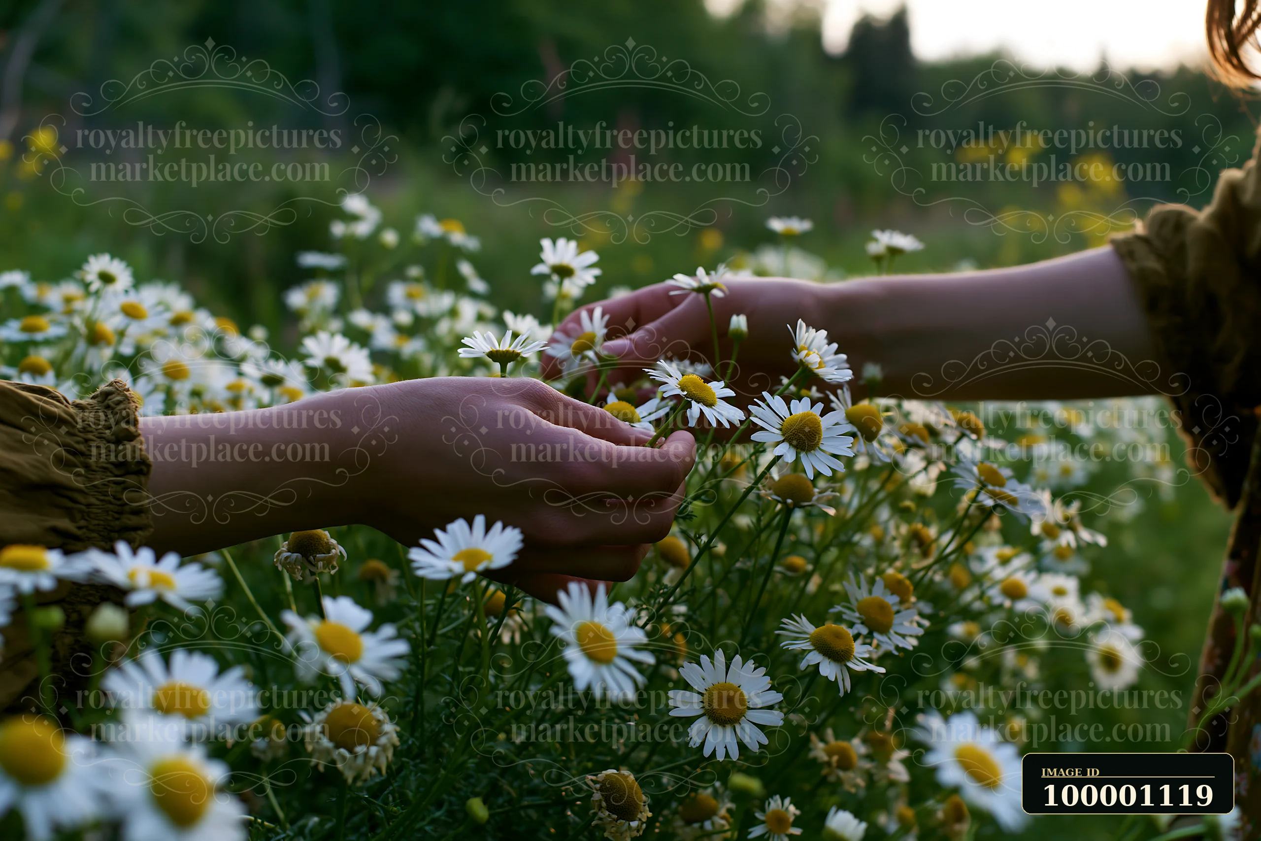 Hands are seen gathering wild meadow flowers in a lush field filled with daisies.
