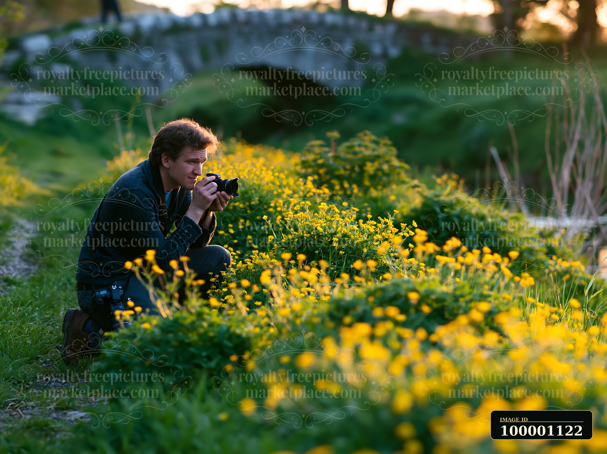 A man is kneeling in a field of yellow flowers, taking pictures as the sun sets behind a stone bridge.