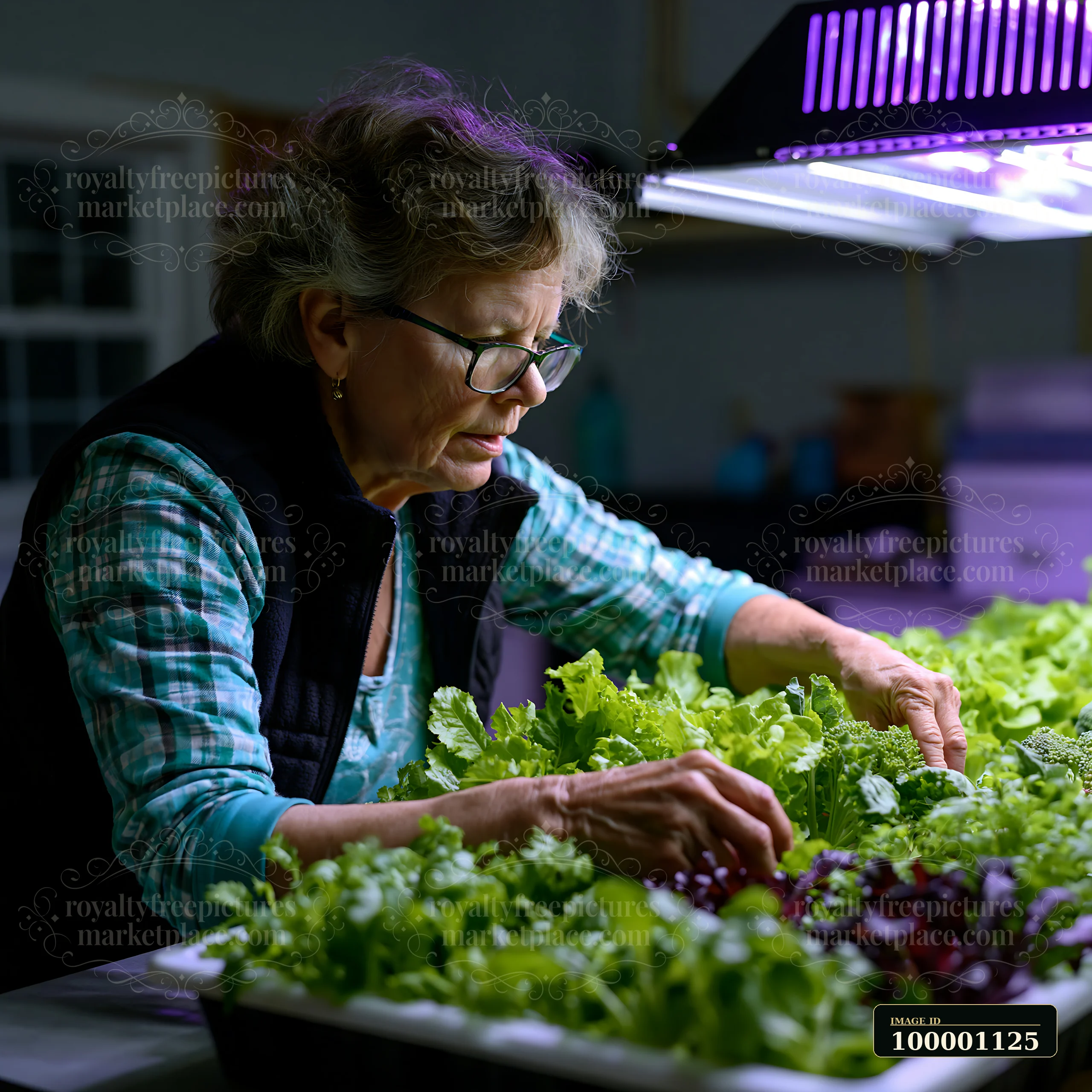 An older woman carefully harvests fresh lettuce and leafy greens in a well-lit indoor garden.
