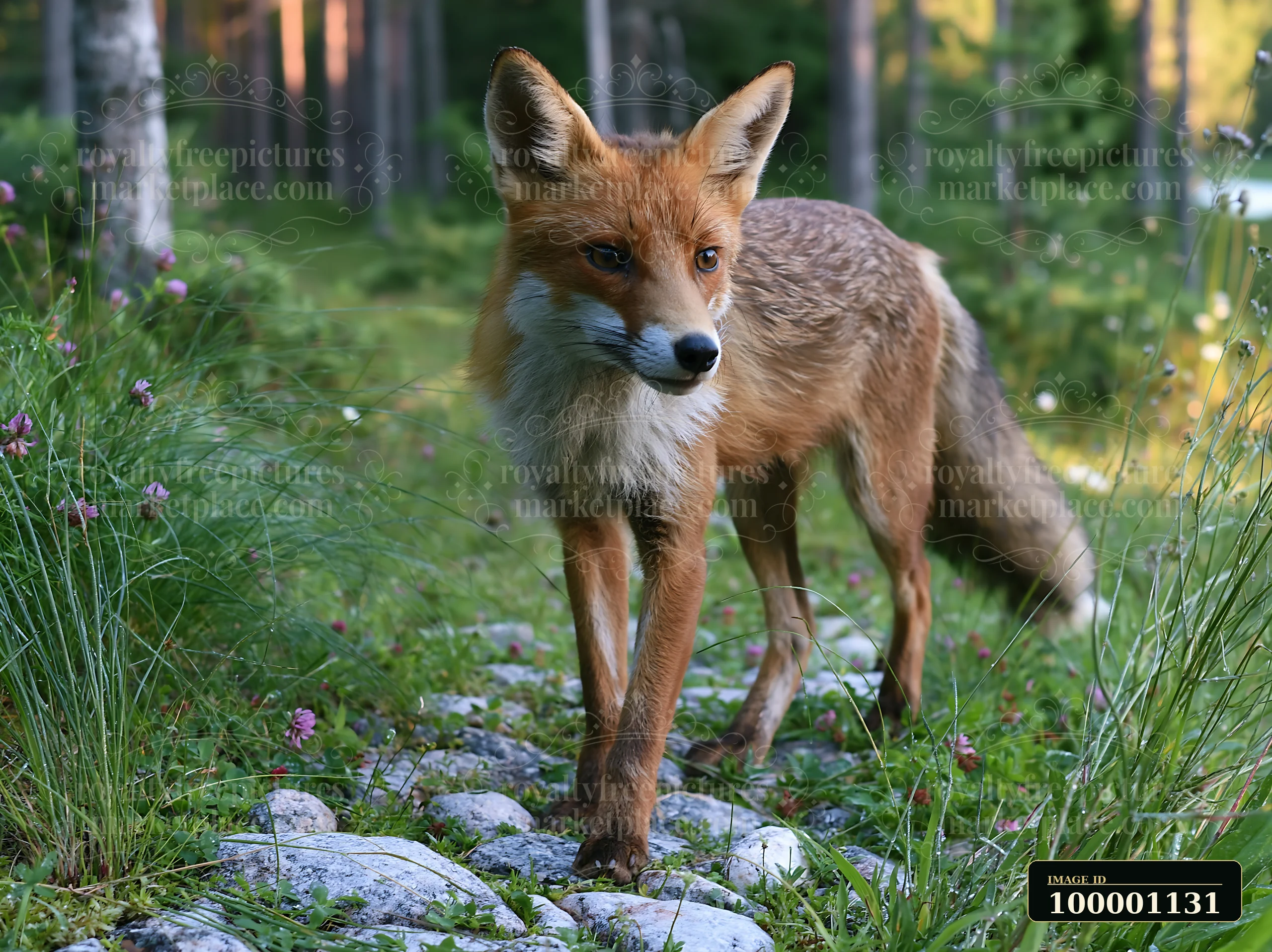 A fox crosses a meadow surrounded by trees and grass.