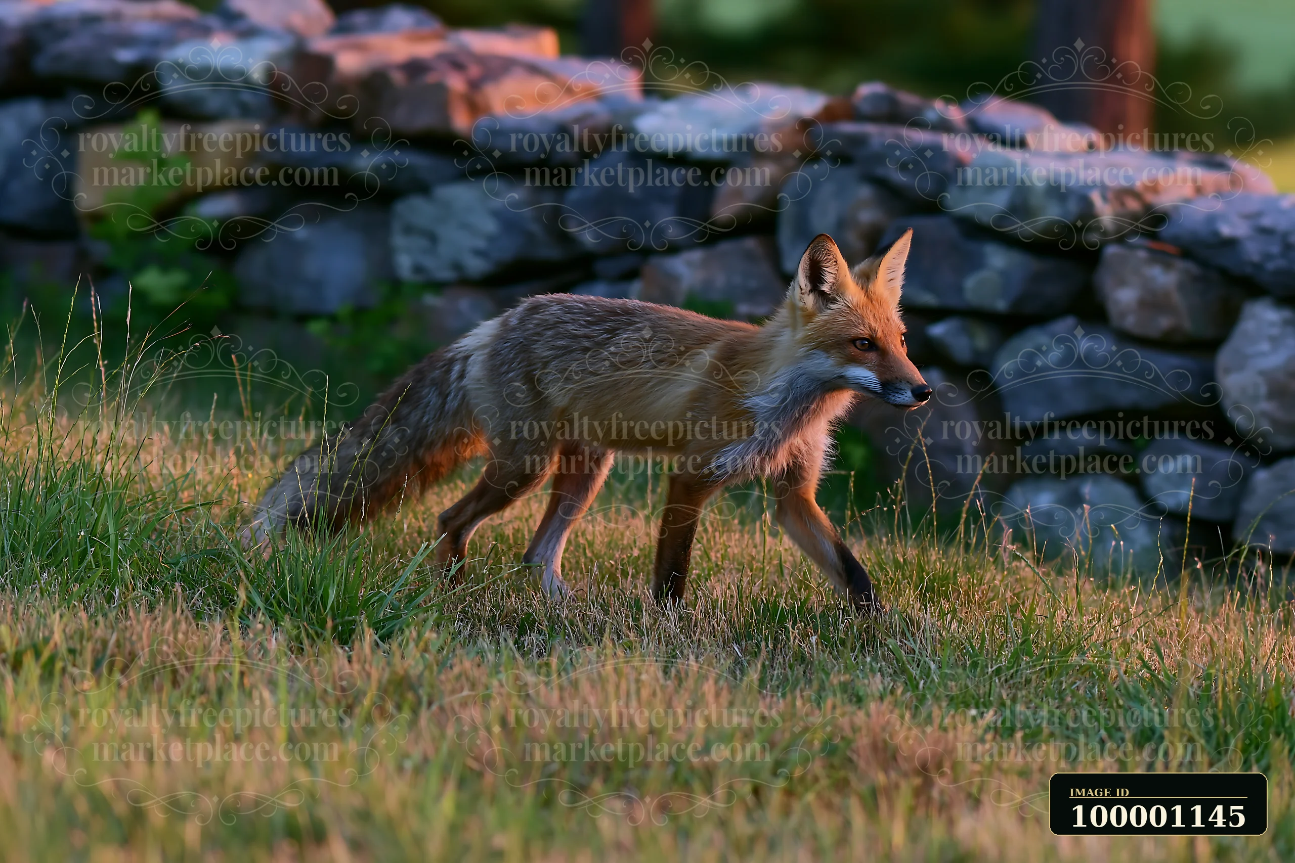 A red fox moves gracefully across a meadow, passing a stone wall.