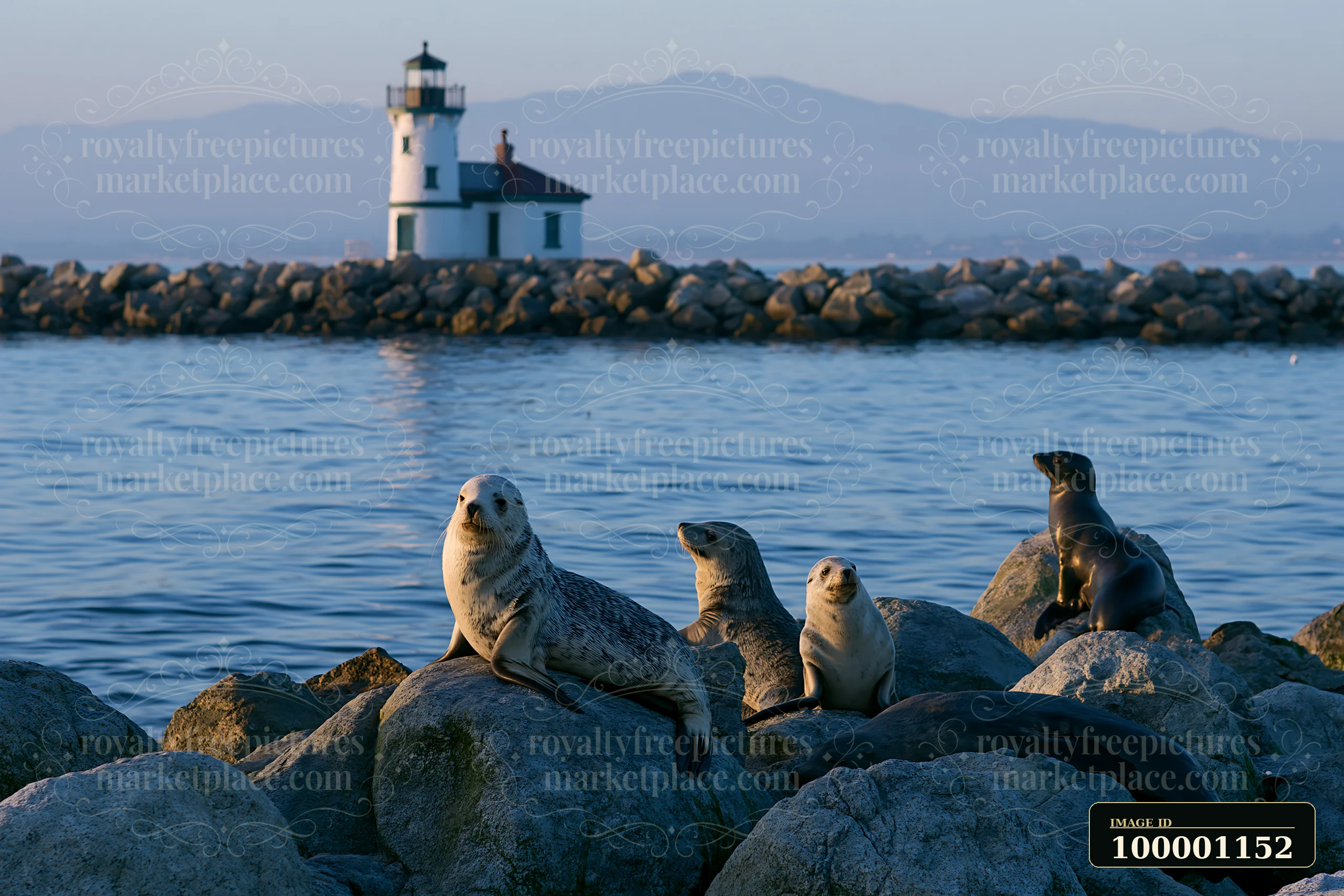 Seals rest on large rocks while a lighthouse stands in the background at sunset.