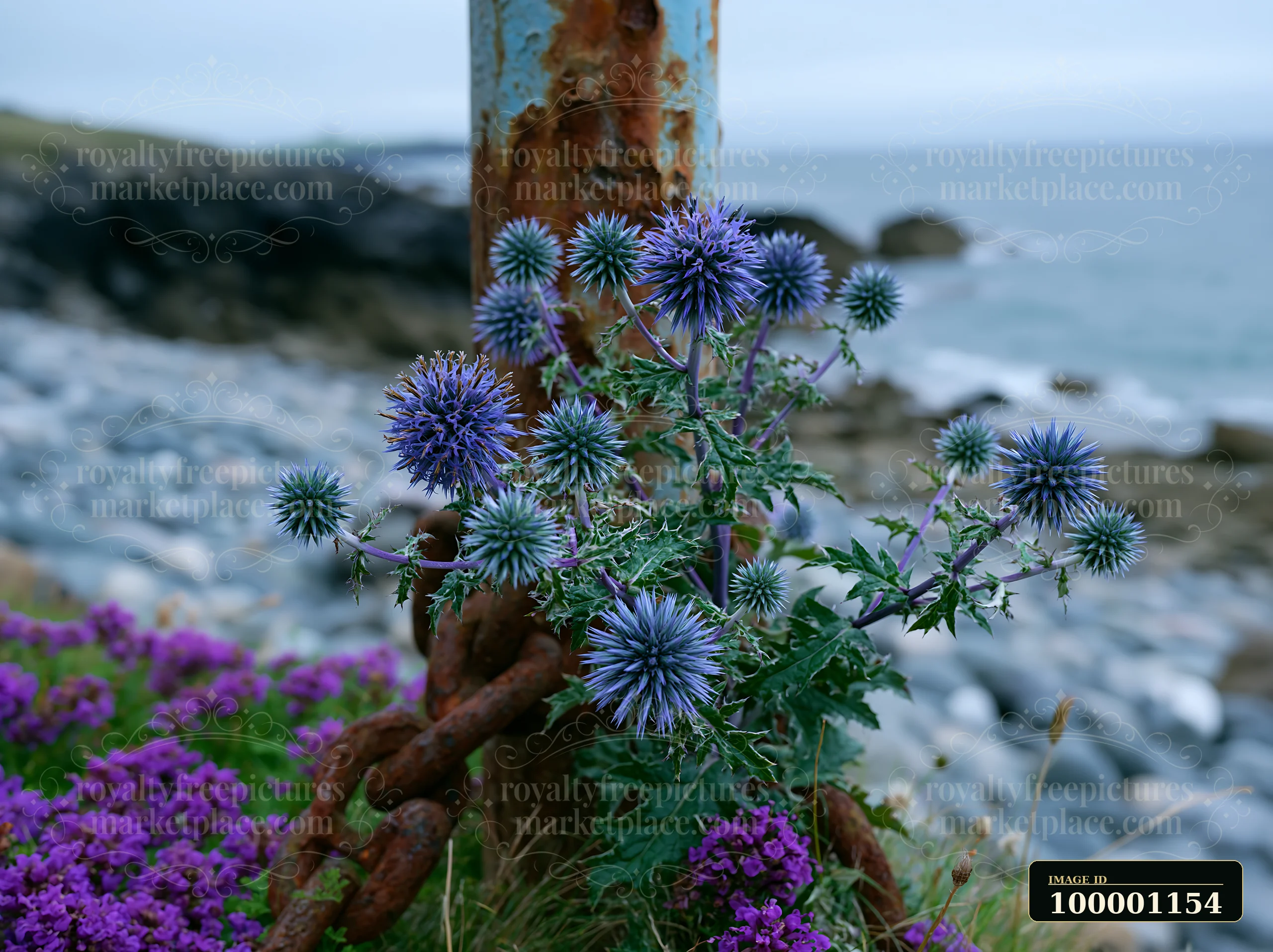 Bright sea holly flowers grow beside rusted metal and rocky coast.