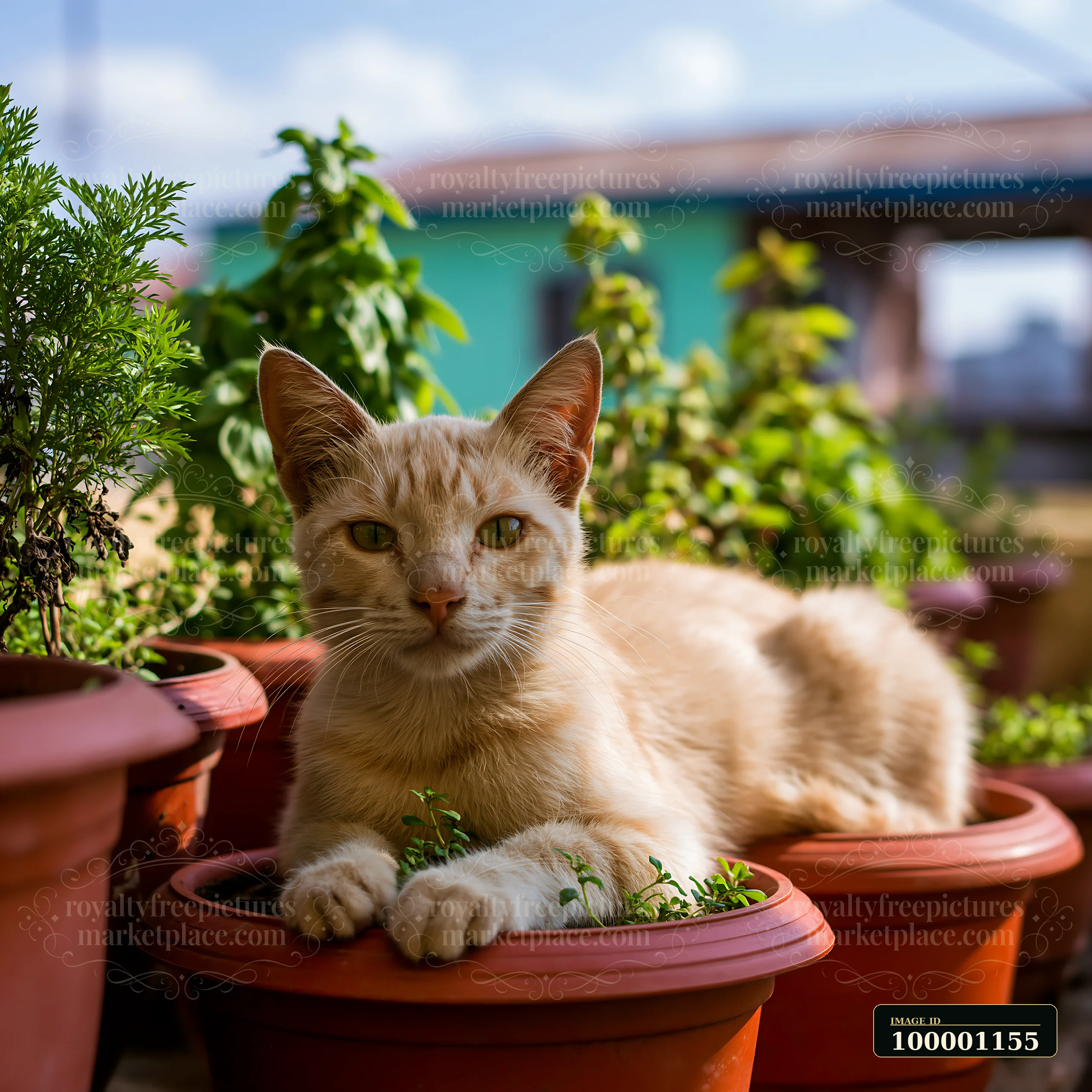 A Mandalay cat is lying comfortably on the edge of a flower pot with green herbs and plants.