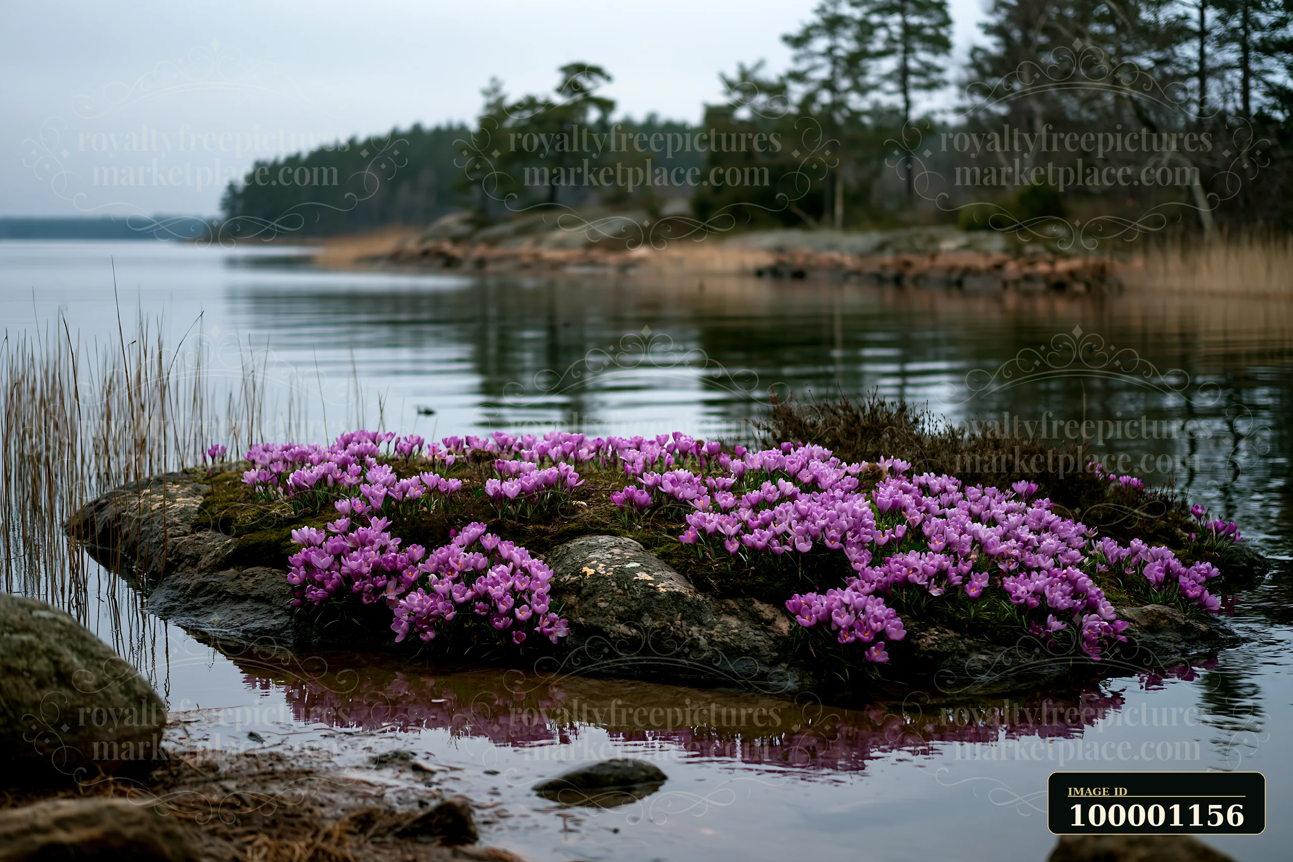 A group of crocuses blooms on a rocky island surrounded by water and reeds.