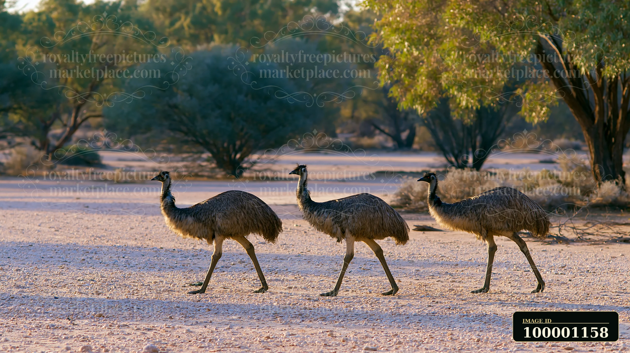 Three emus walk across a dry outback plain, surrounded by sparse vegetation and trees.
