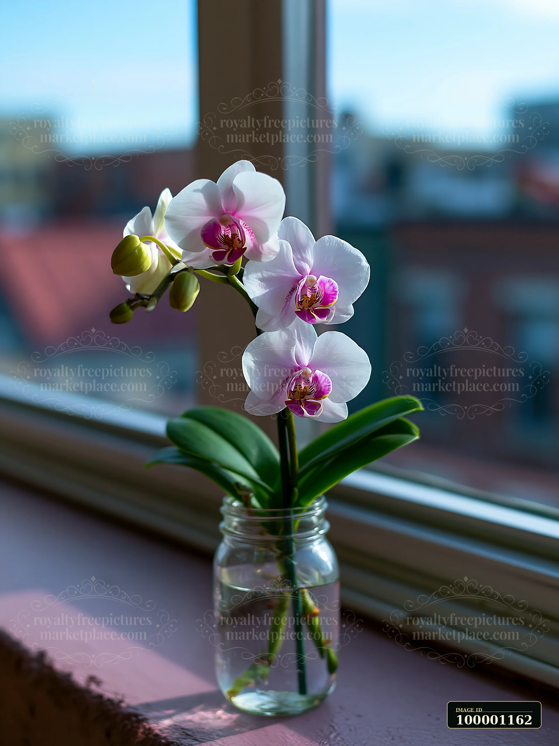 An orchid flower on windowsill stands in a jar of water, with bright sunlight illuminating the scene.