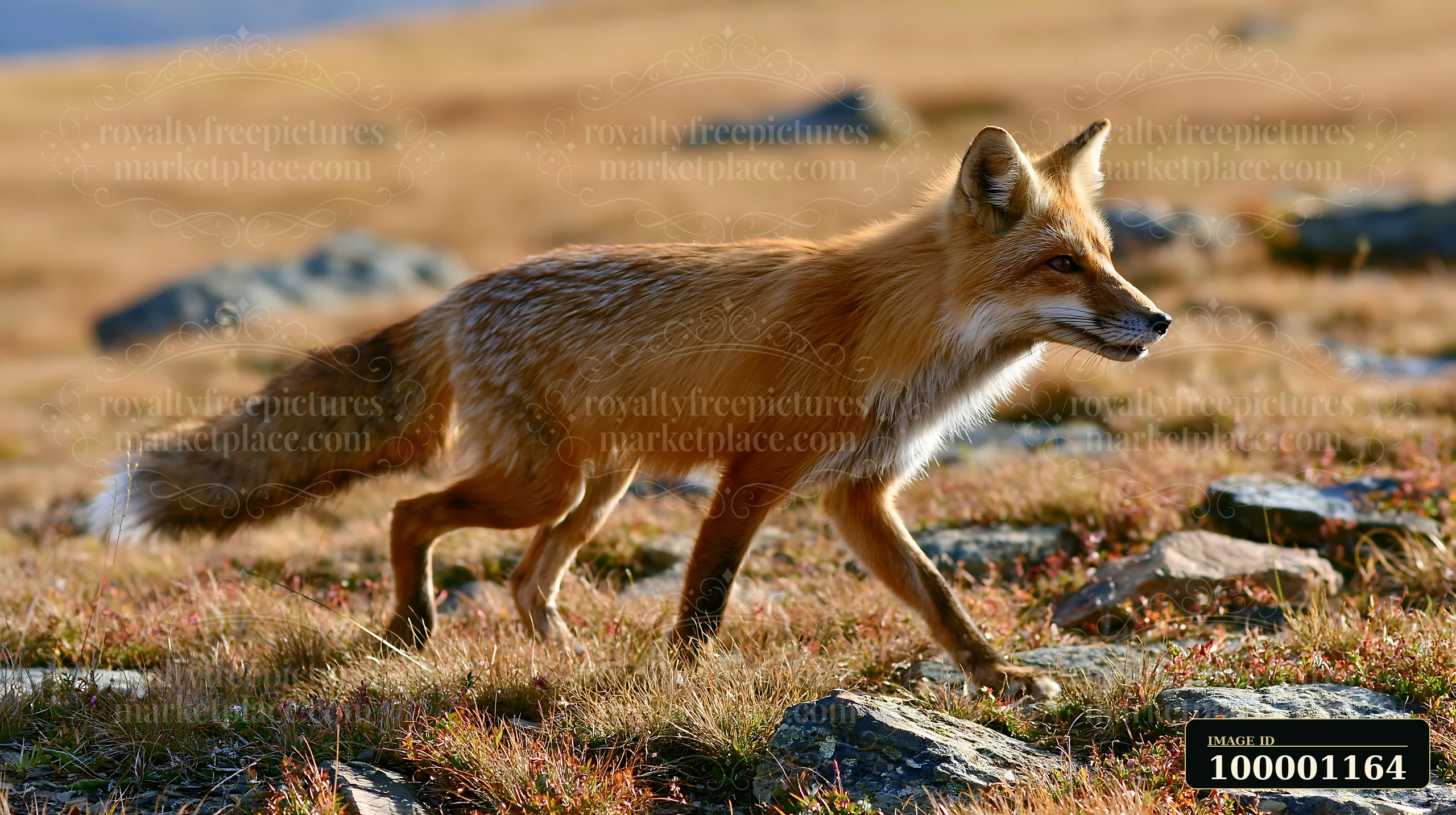 A fox crosses a meadow filled with dry grass and stones.