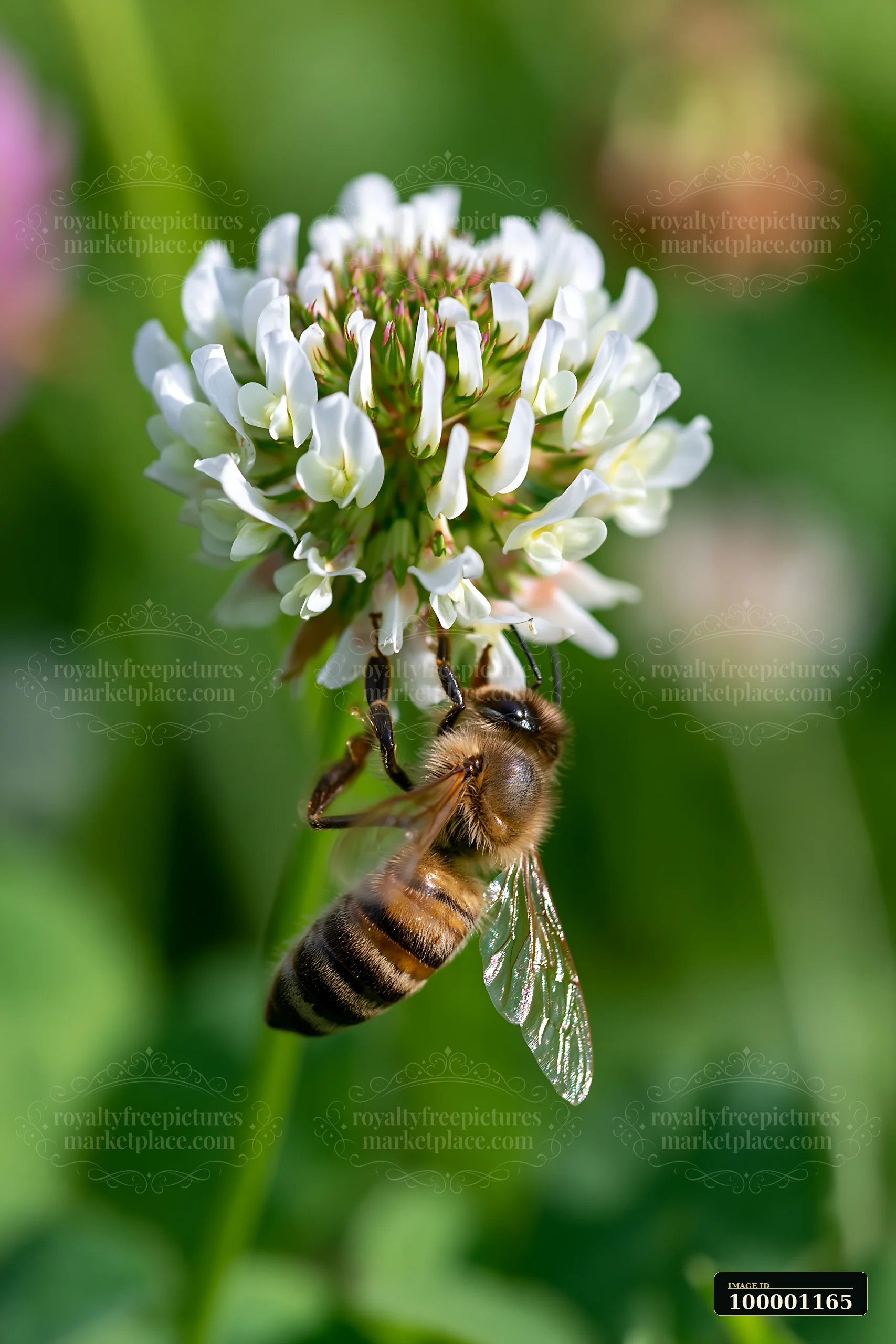 A honey bee collects nectar from a clover flower in a garden.
