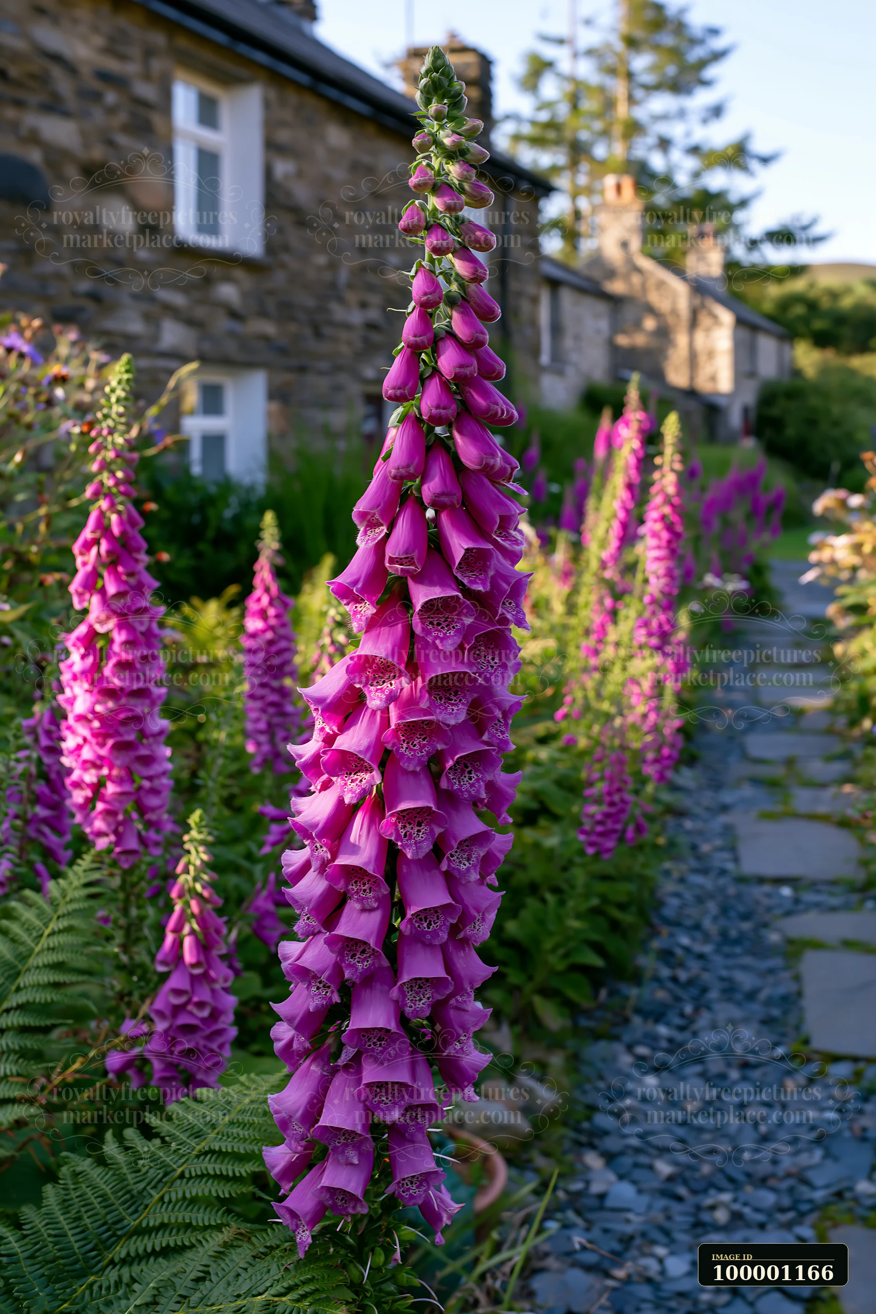 Foxglove flowers by cottage line a stone path, showcasing vibrant pink blooms and green ferns.