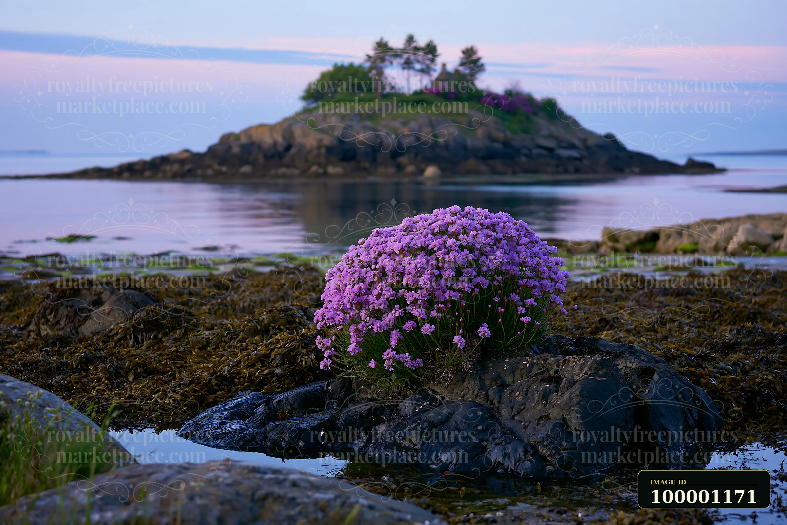 A rocky island features a cluster of sea lavender in the foreground.