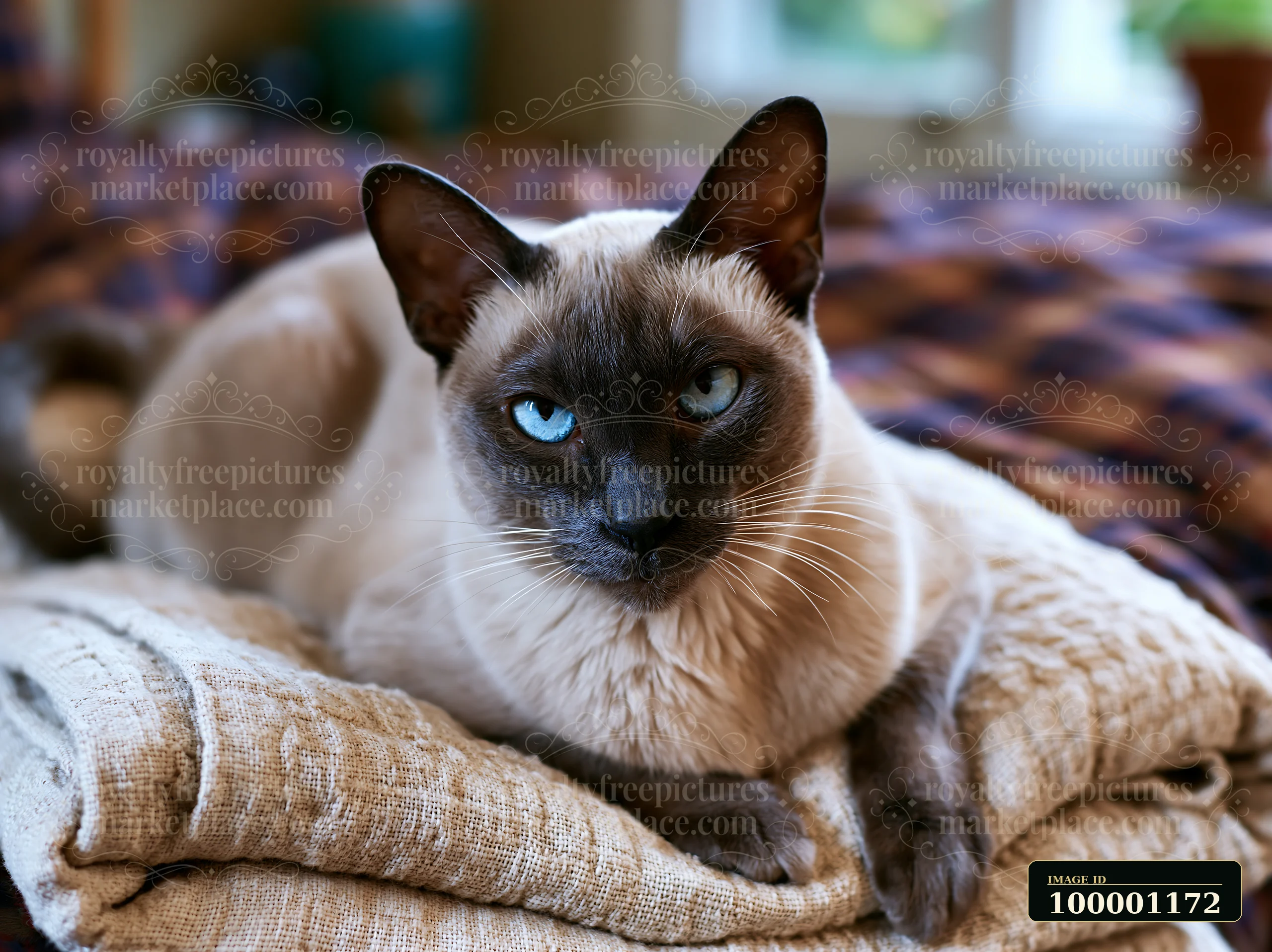 A Tonkinese cat lays on a folded blanket in a cozy indoor setting.