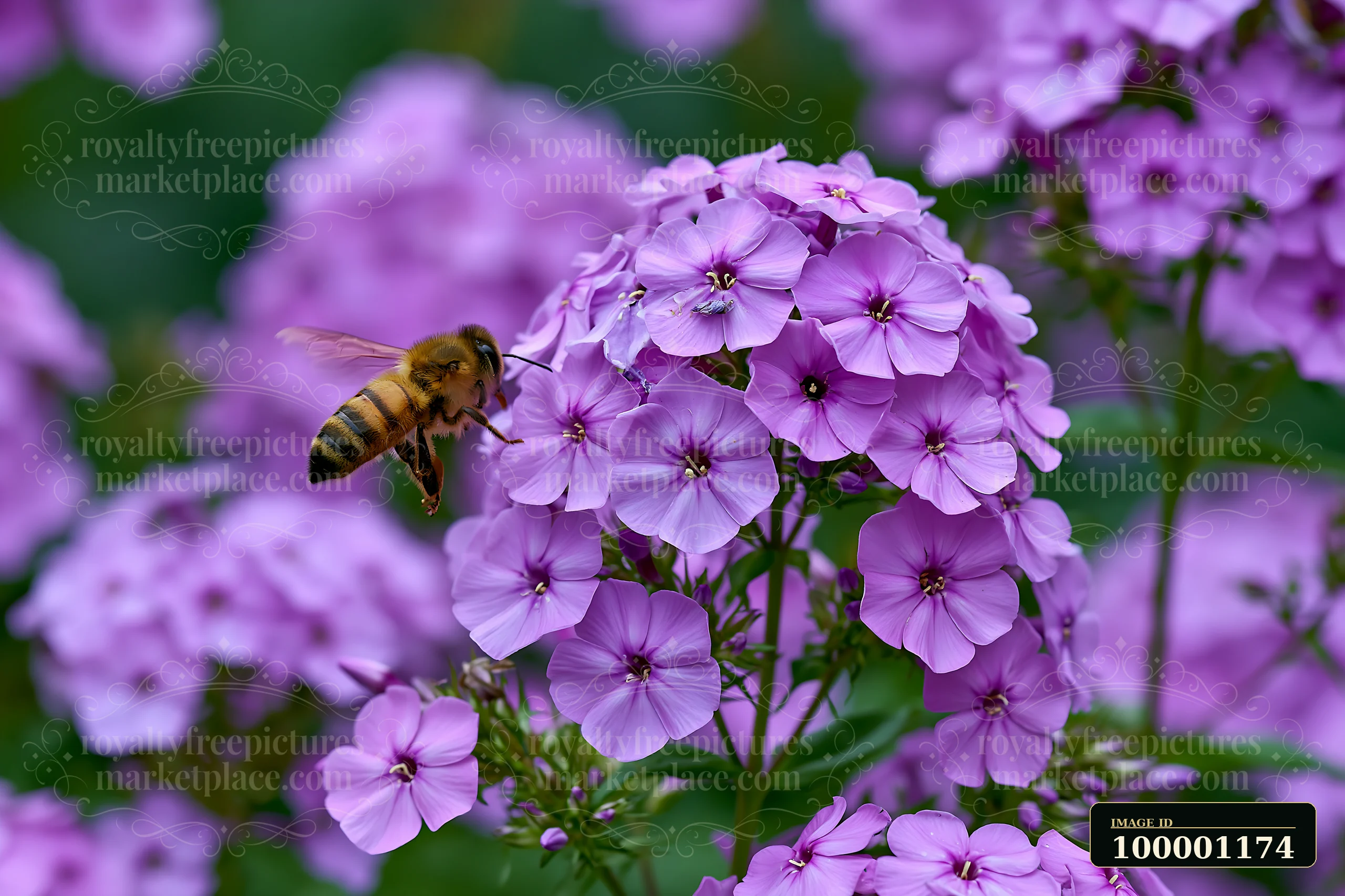 Bees are seen collecting nectar from bright phlox flowers in a vibrant cottage garden.