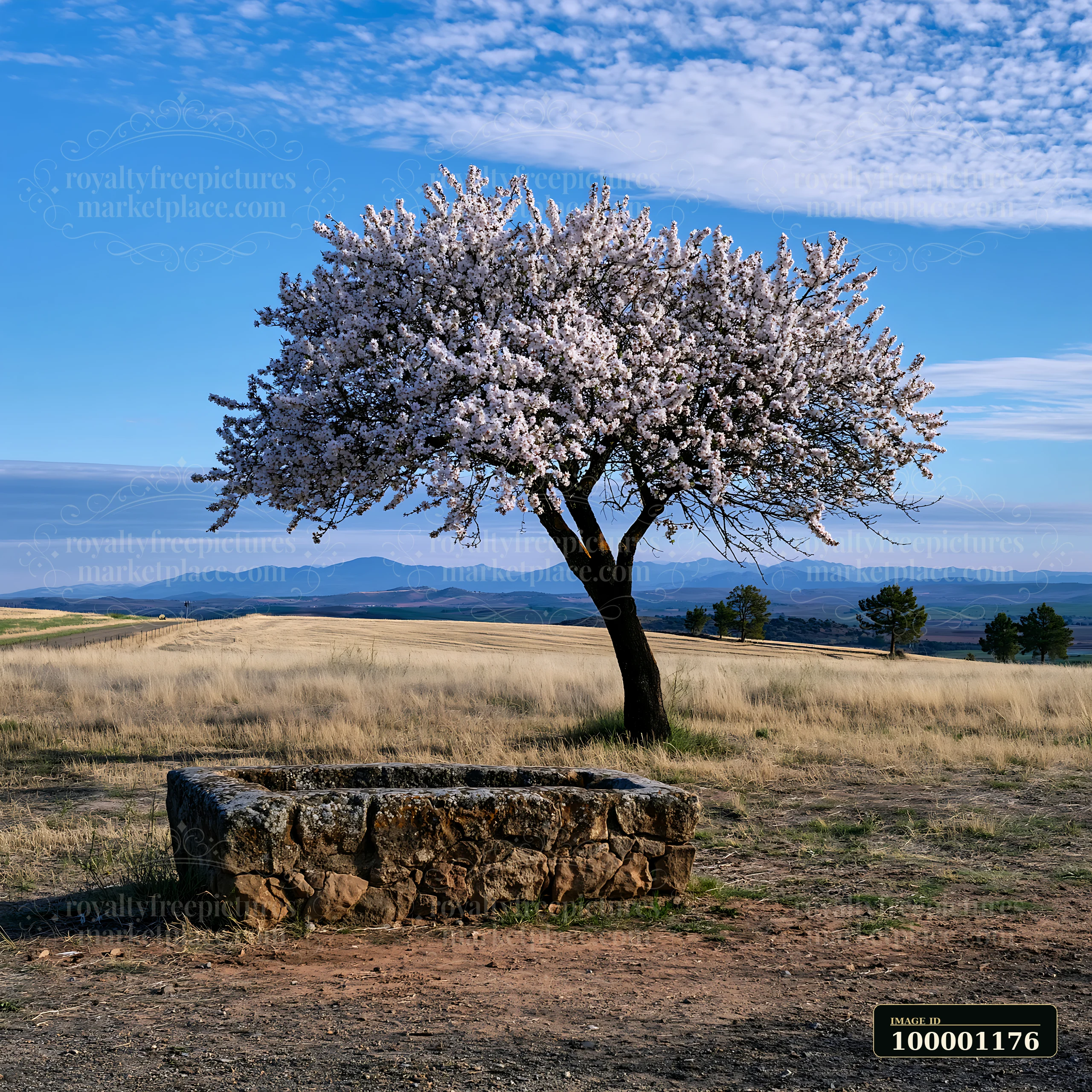 A blooming almond tree stands in a grassy landscape under a blue sky.