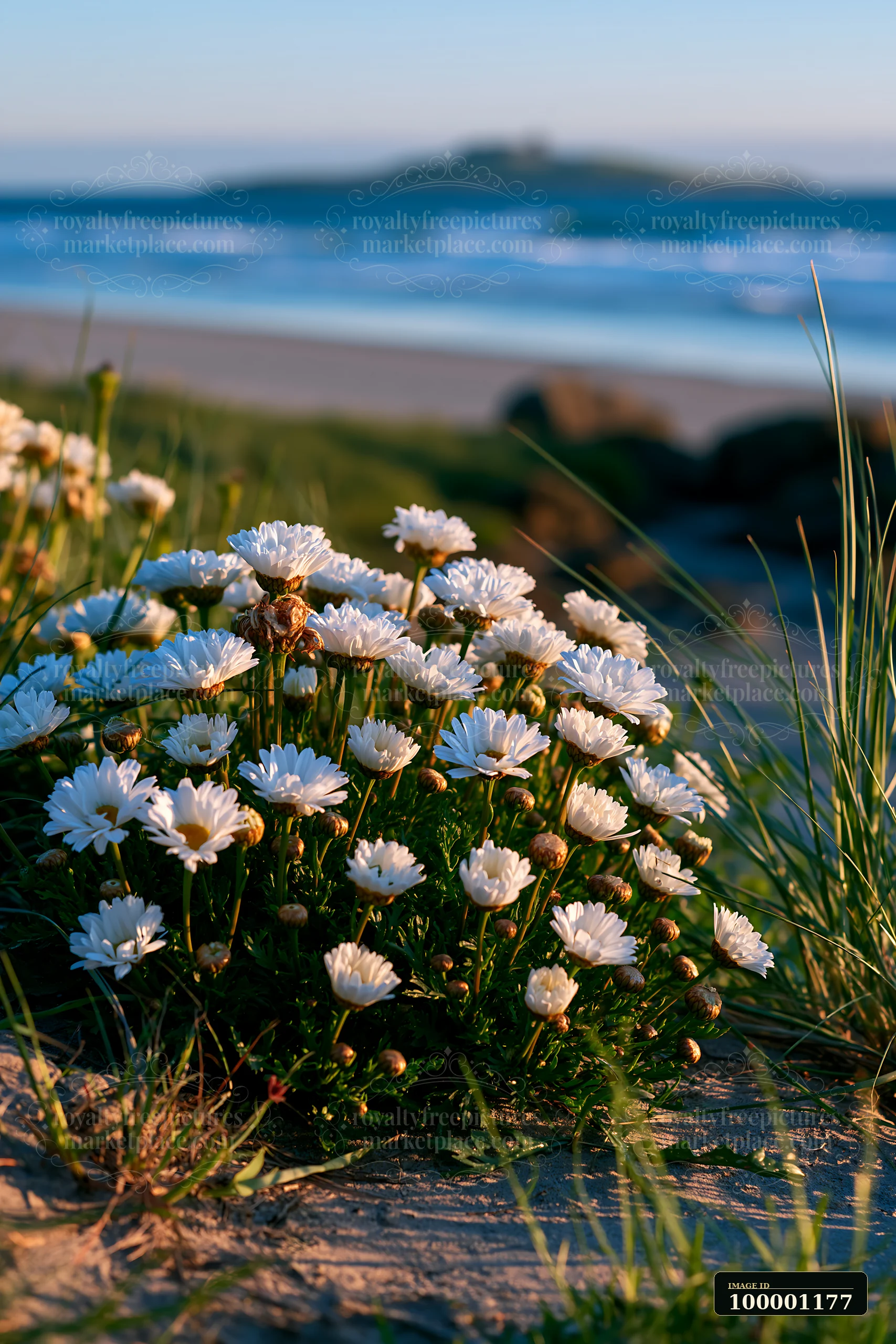 Flowers grow near the shore of a sandy beach, with gentle waves in the background and an island visible in the distance.