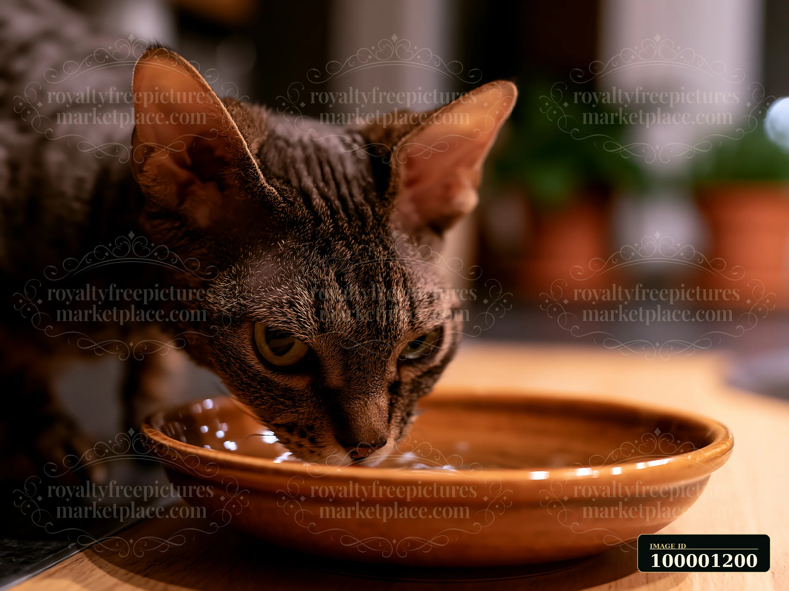 A German Rex cat is drinking water from a brown bowl in a home environment.