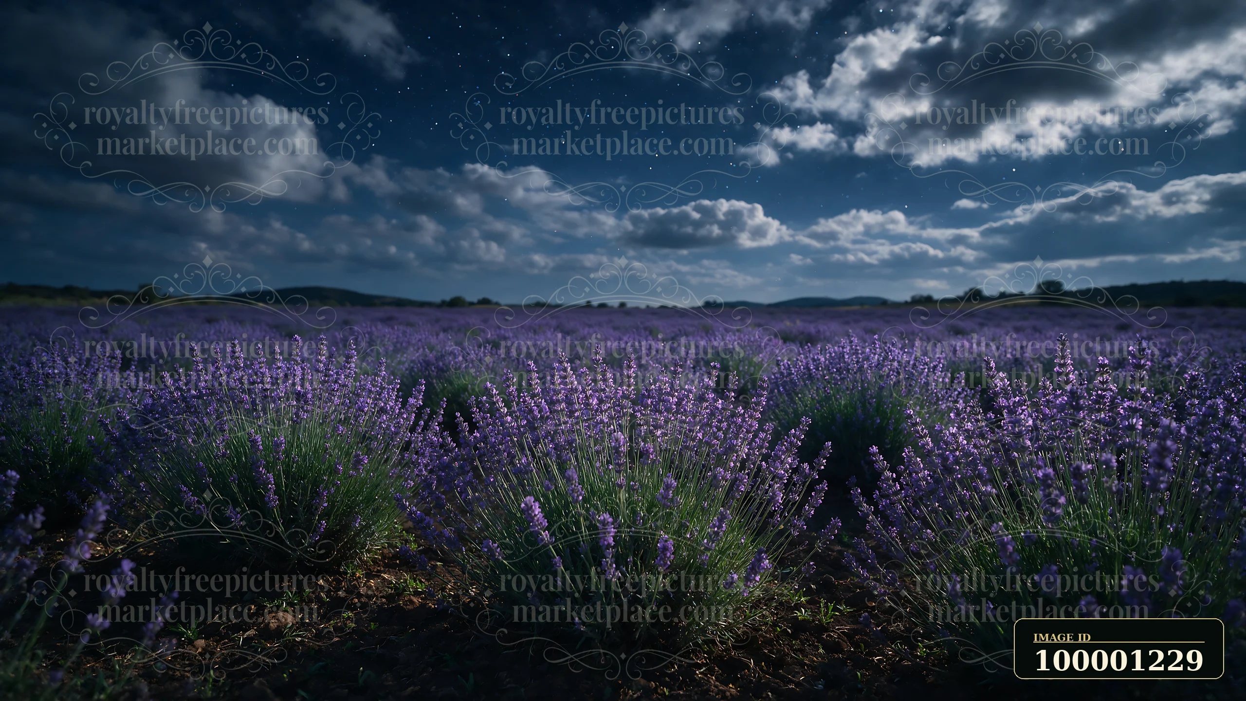 Lavender fills the field with purple as stars shine in the night sky.
