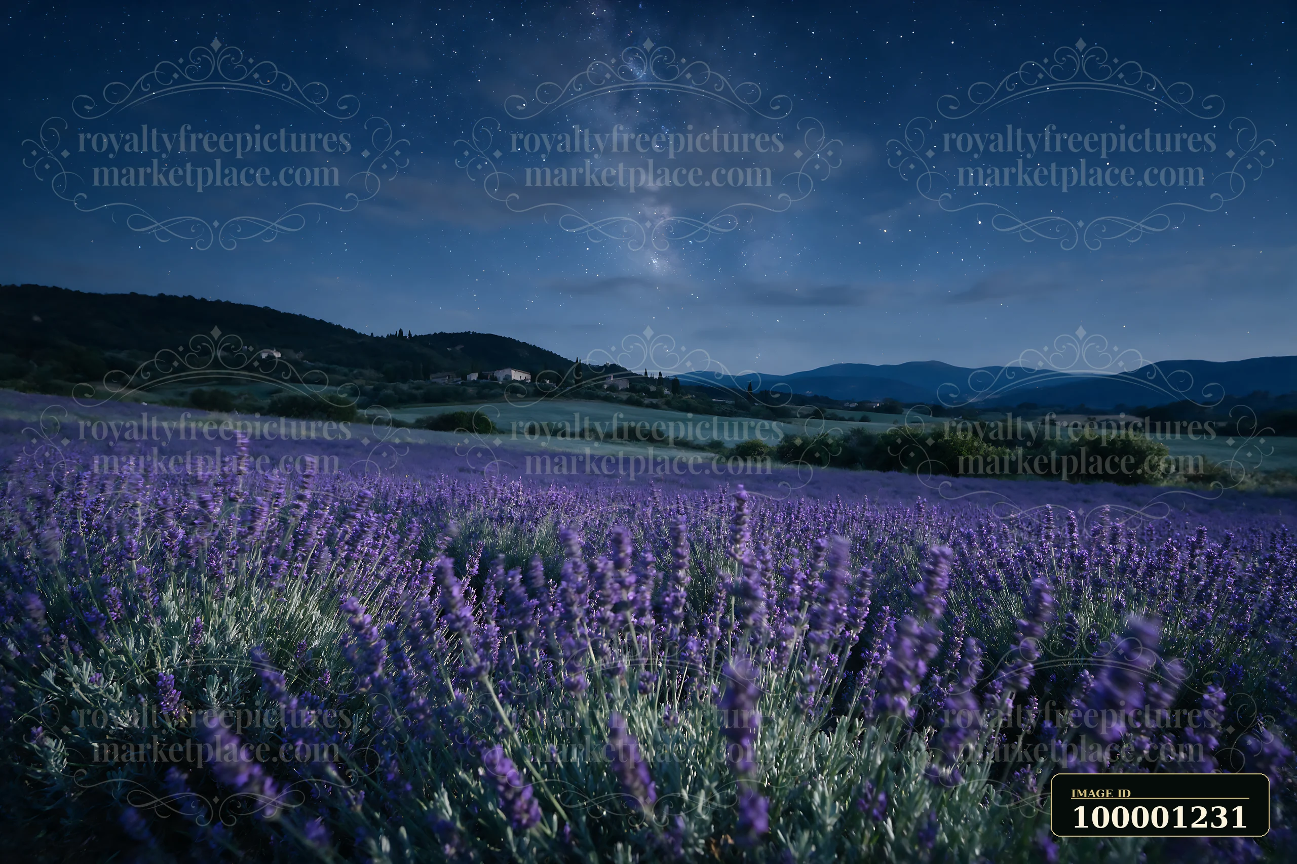 A vibrant lavender field stretches under a starry night sky, showcasing the Milky Way.