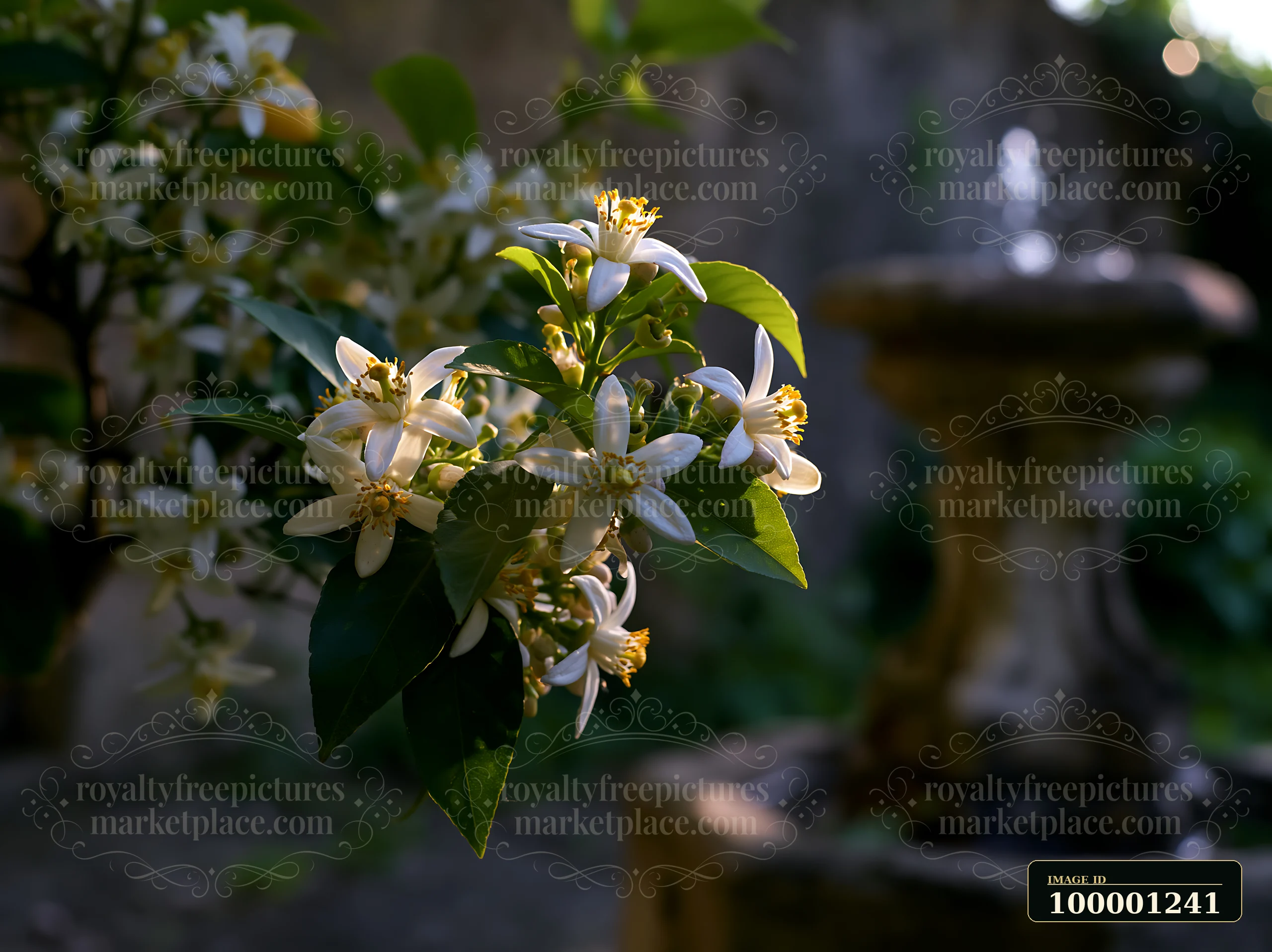 Lemon tree blossoms in sunlight show delicate white flowers with yellow centers.