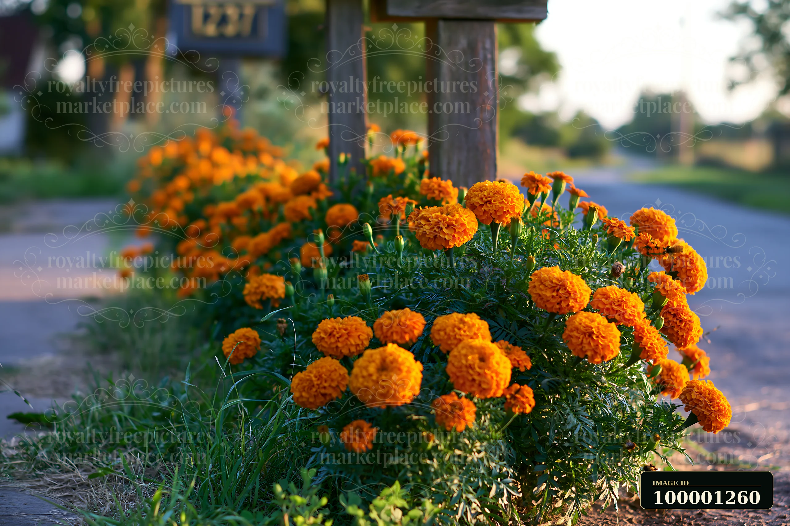 A marigold flower bed blooms along the side of a country road.