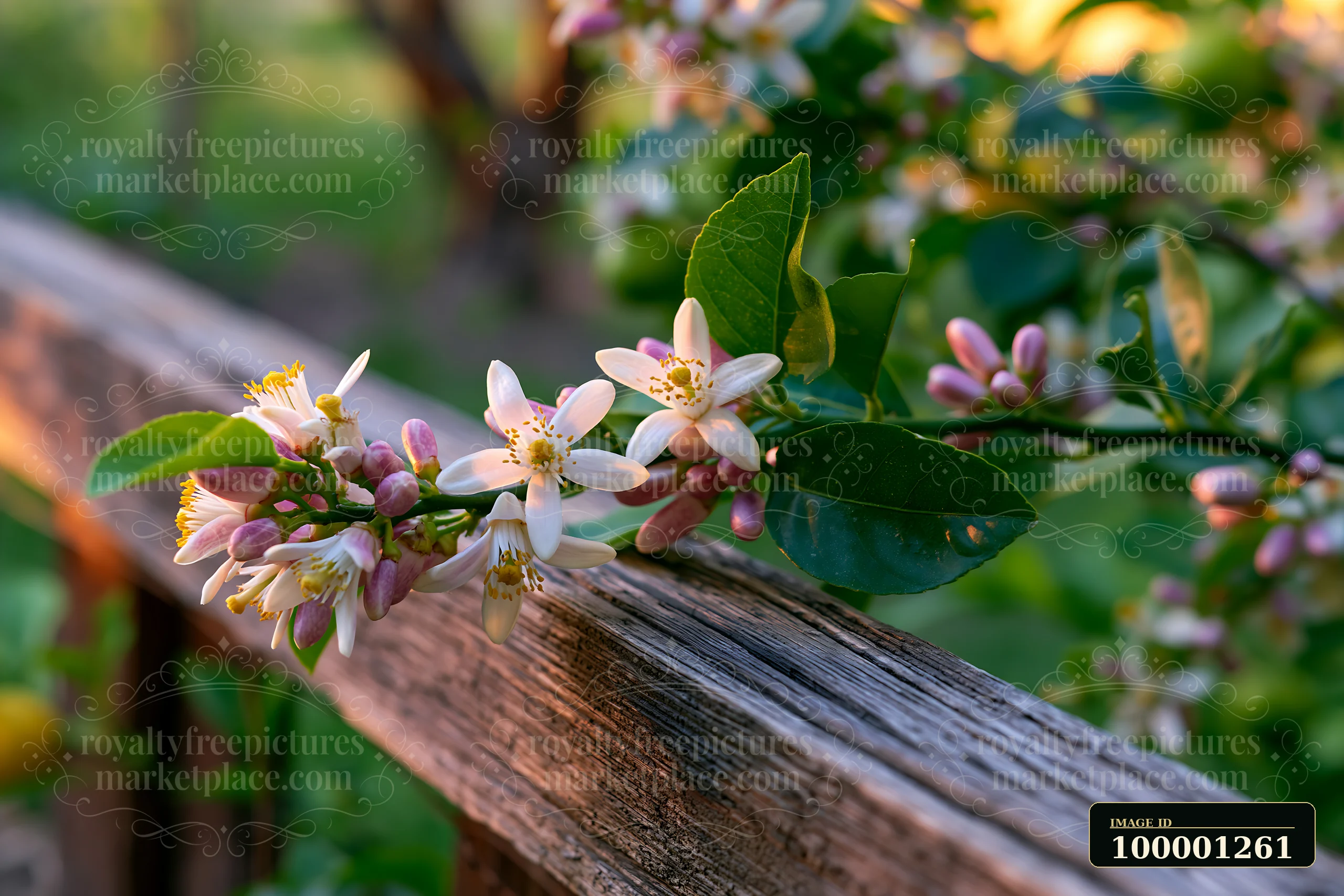 Lemon tree blossoms in sunlight grow along a wooden fence, showcasing white flowers and green leaves.