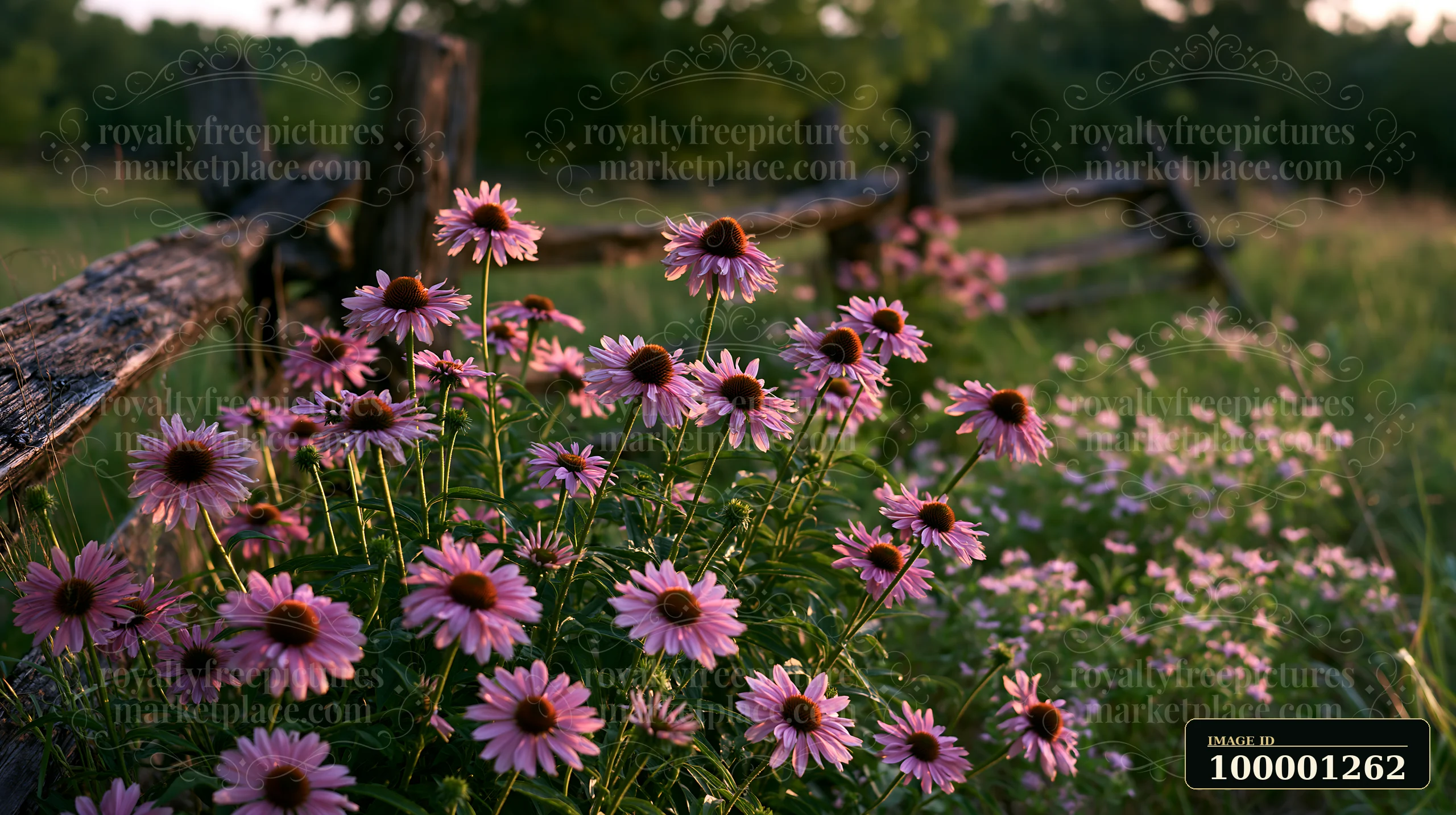 Echinacea flowers are visible in a grassy prairie with a weathered wooden fence nearby as the sun sets, casting warm light over the scene and highlighting the f