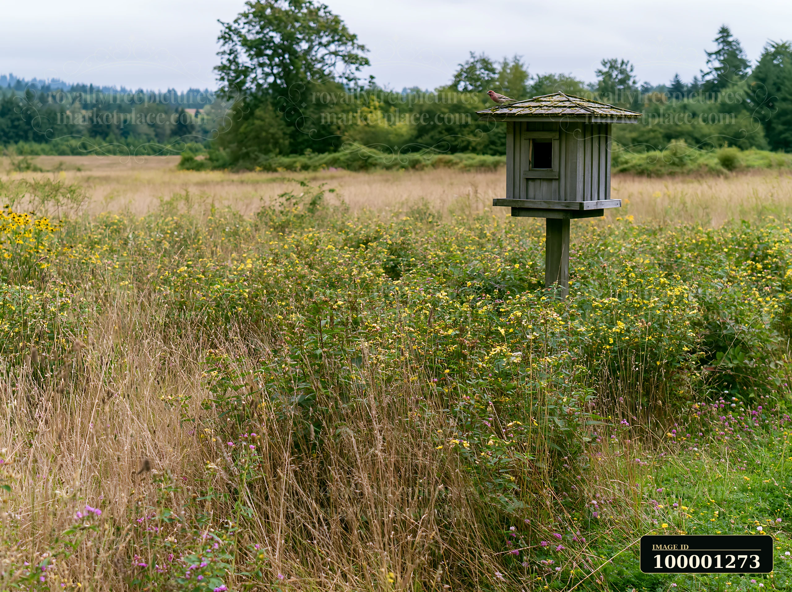 A birdhouse is situated in a meadow with nesting bird habitat, surrounded by tall grass and wildflowers.