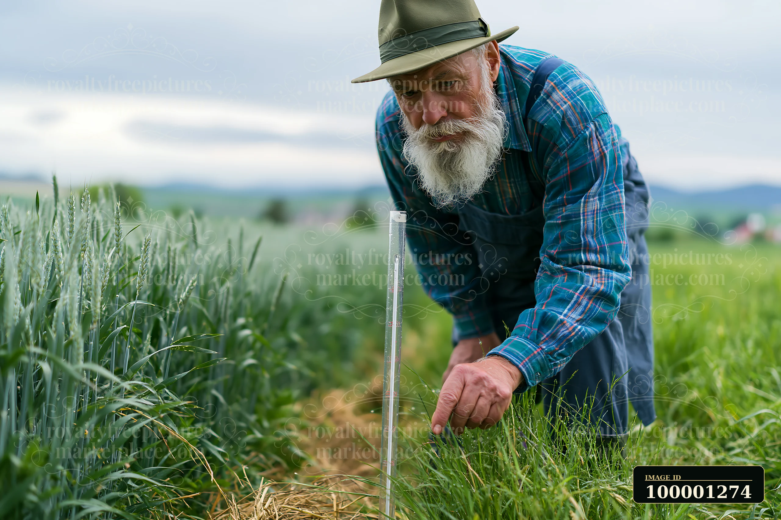 A farmer inspecting meadow crops bends down to check the growth of plants near a measuring stick.