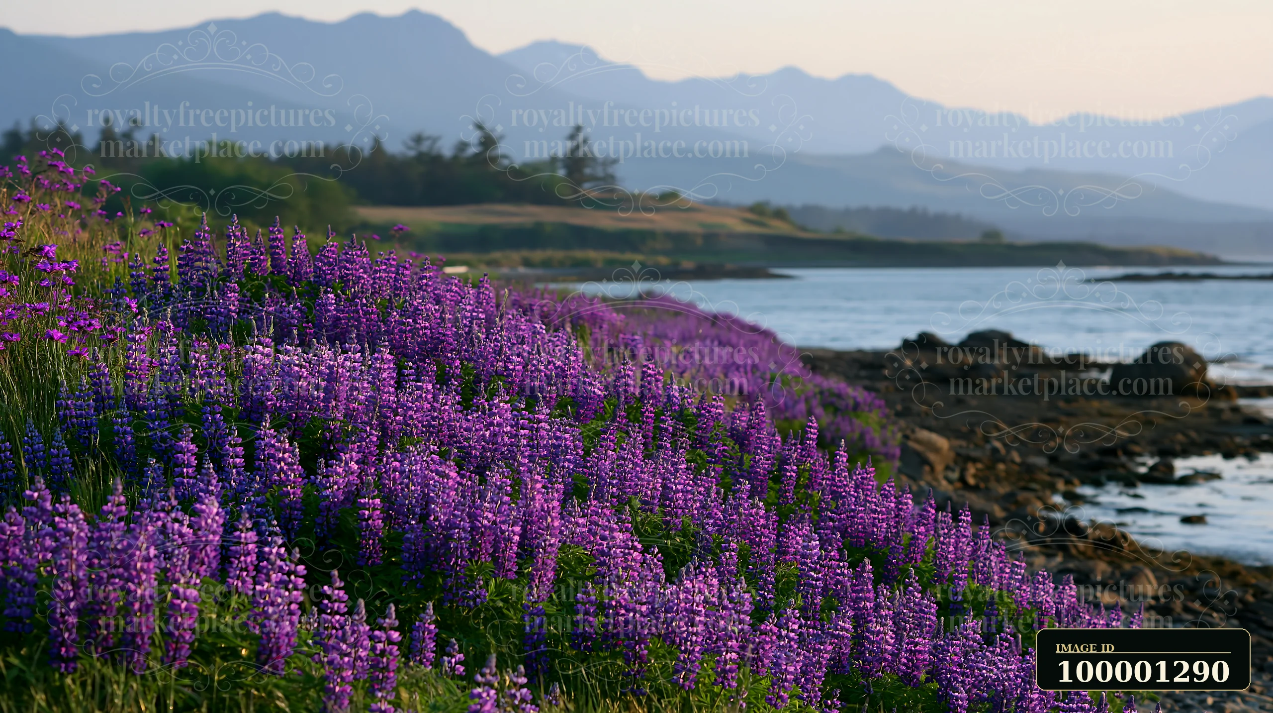 A vibrant display of purple flowers lines the shore of an island, with mountains in the background.