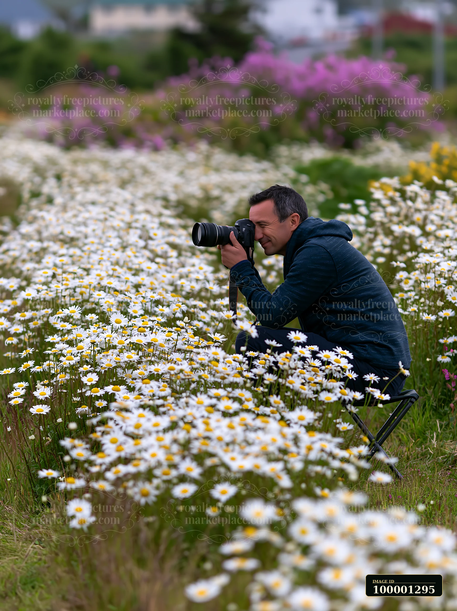 A man photographing meadow flowers kneels in a field filled with daisies.