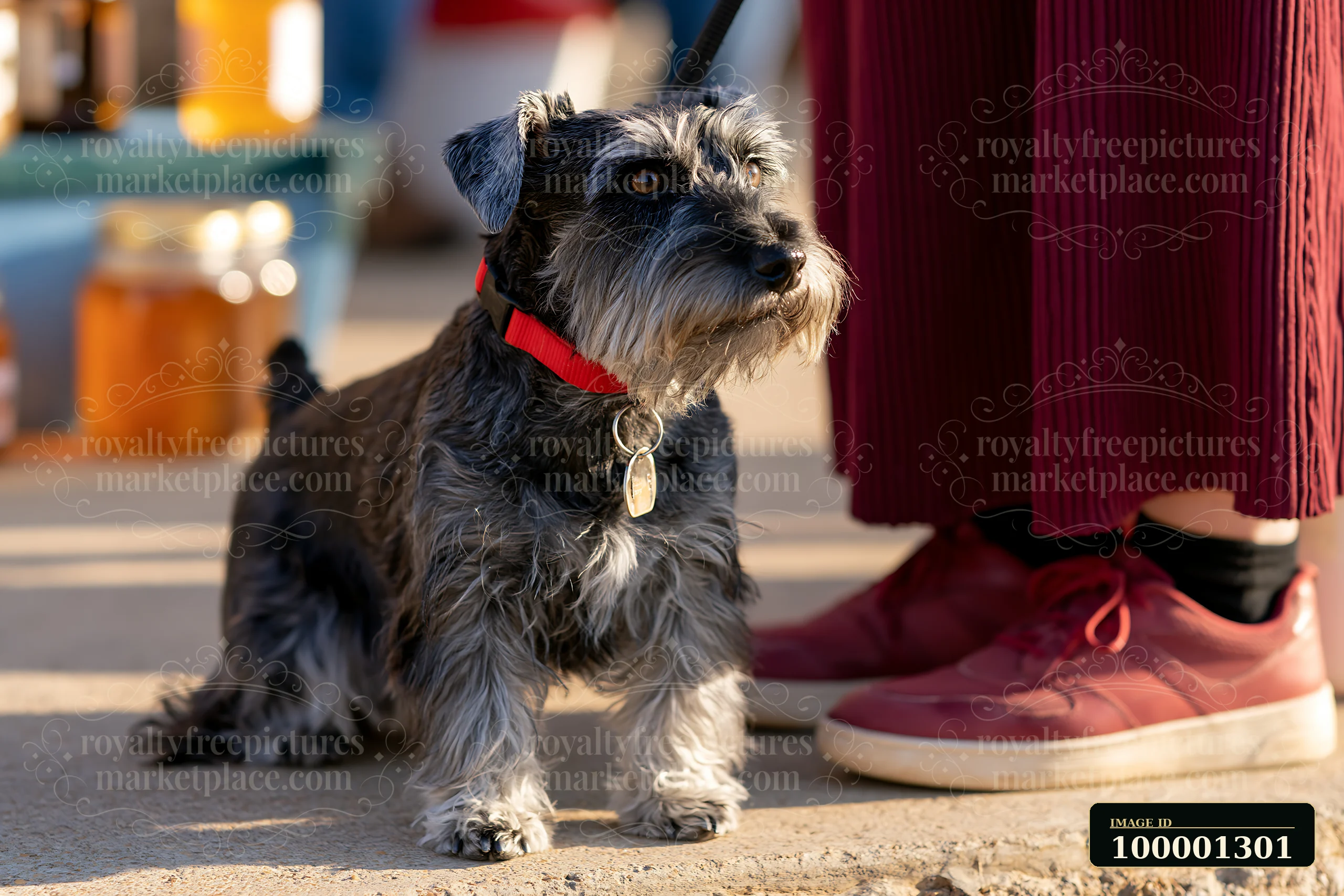 A small rare dog breed visiting farmers market stands beside its owner near jars of local goods in a sunny outdoor setting.