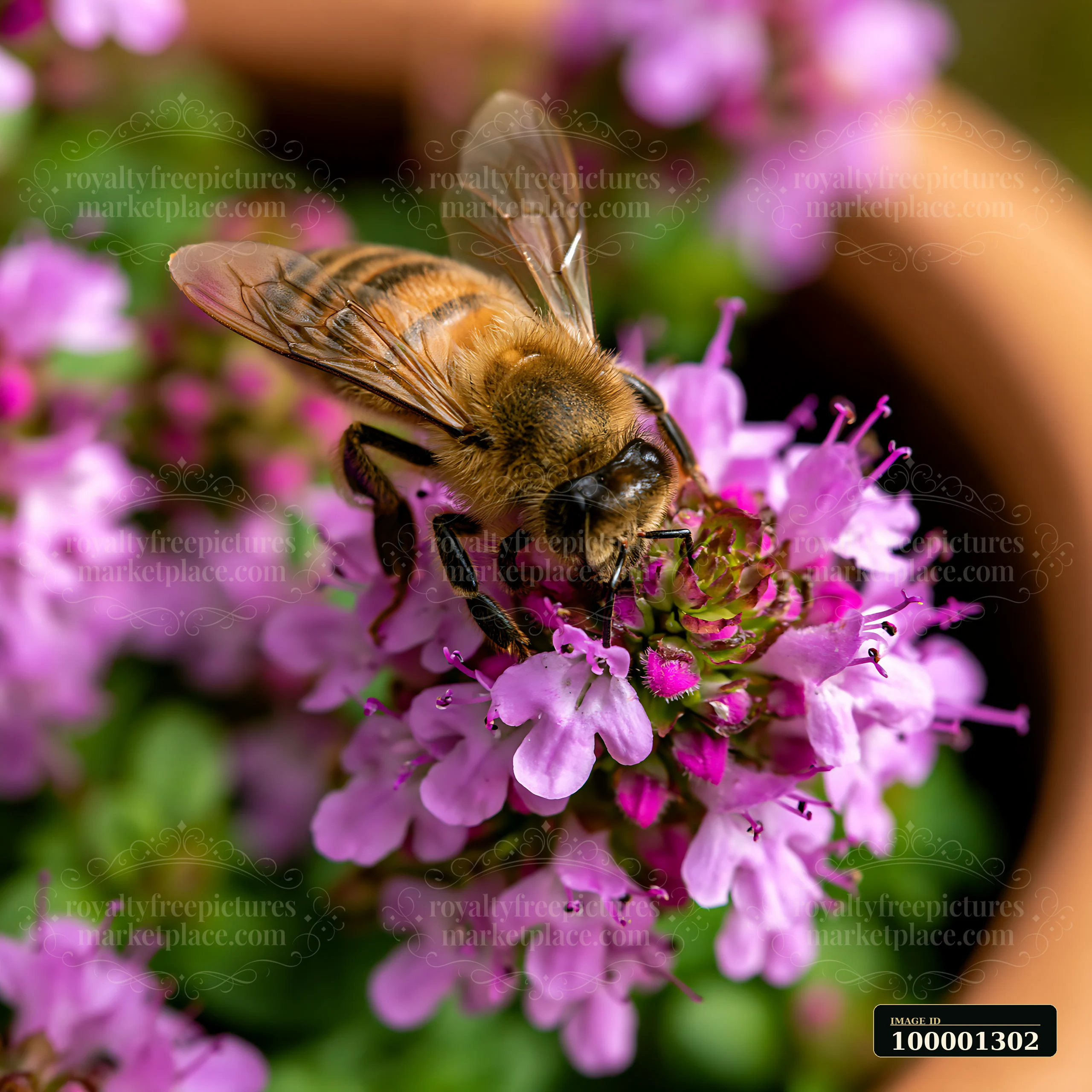 A honey bee on thyme flower gathers nectar in a garden.