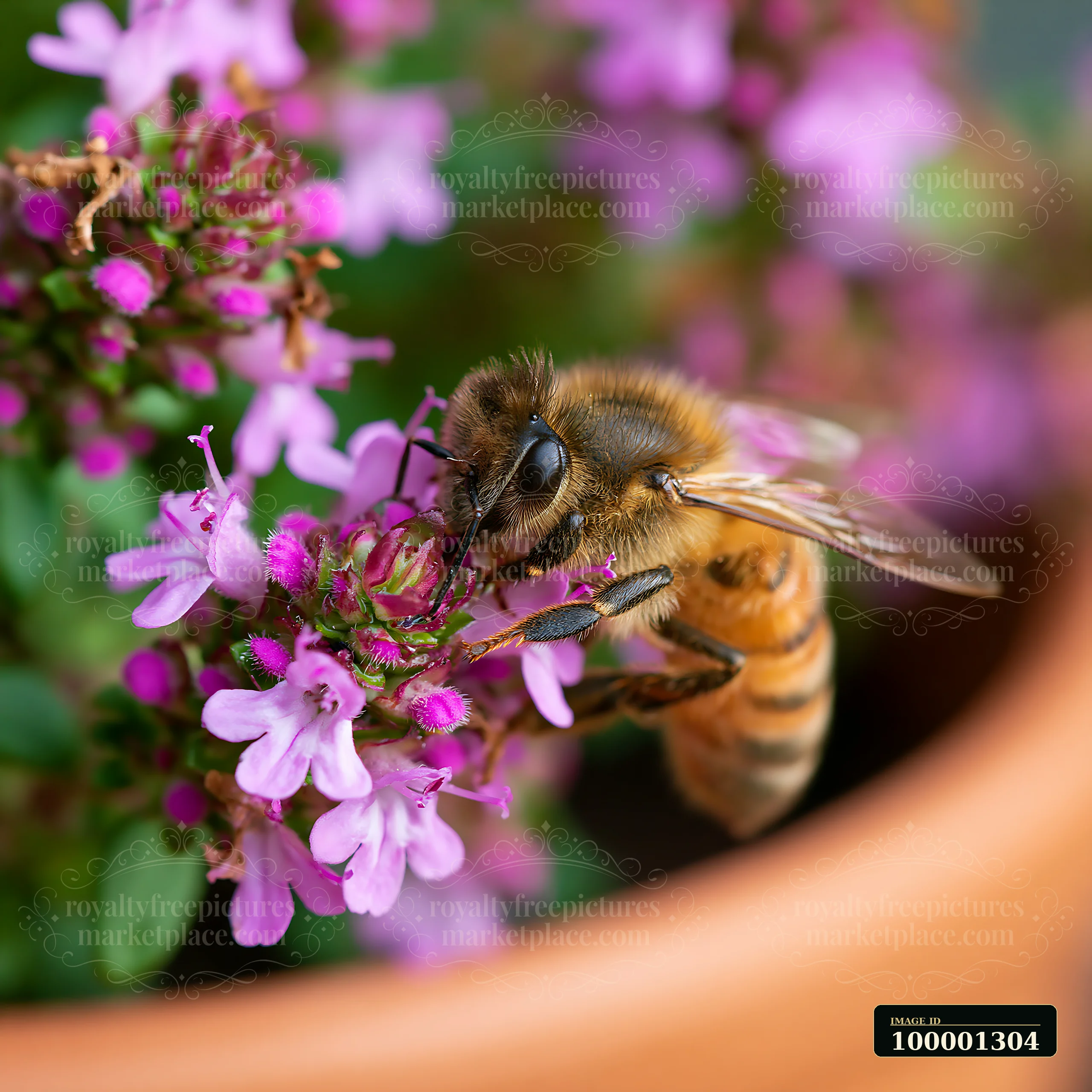 A honey bee collects nectar from small pink thyme flowers in a garden pot.