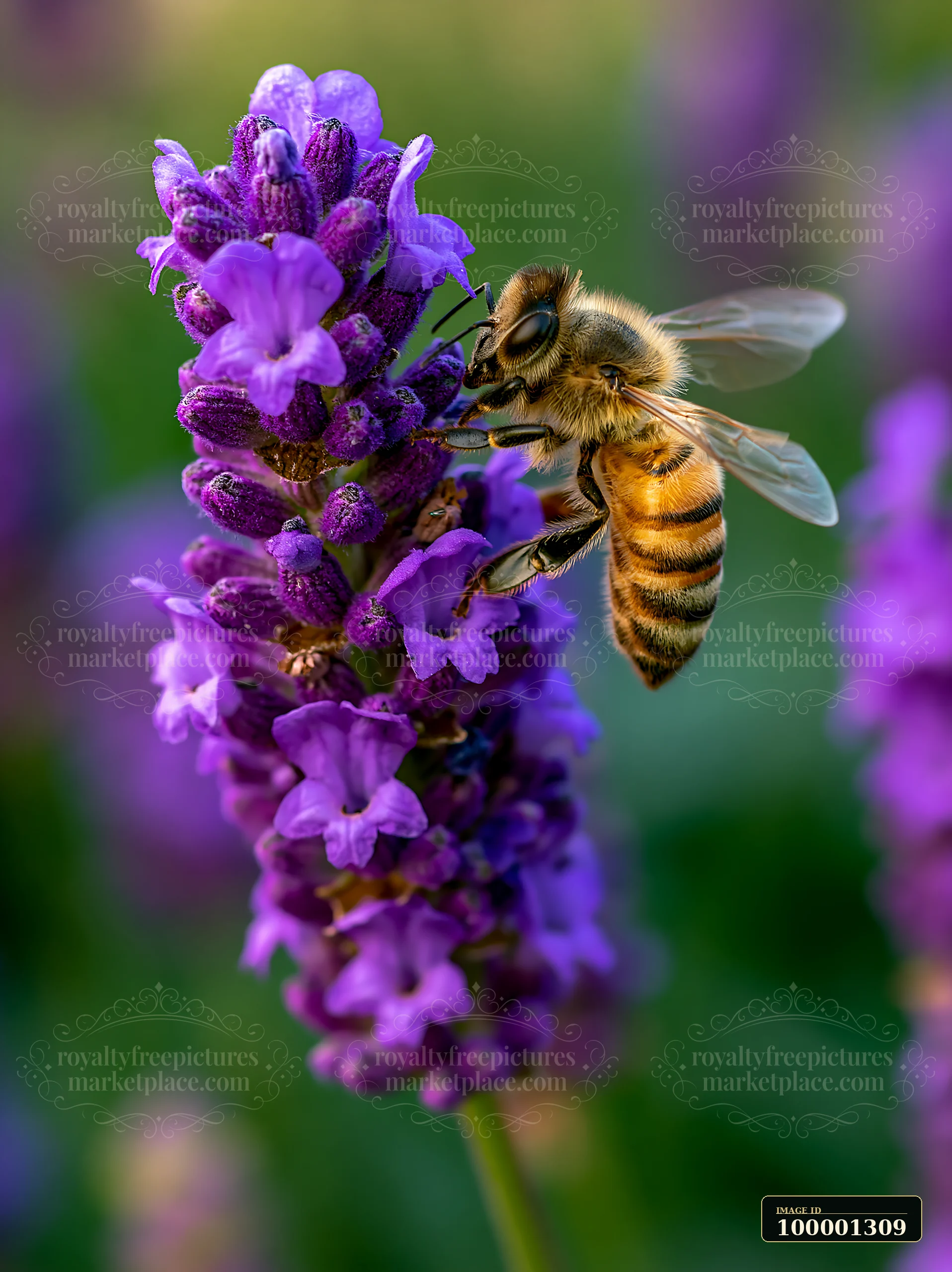 A honey bee is collecting nectar from a purple lavender flower in a garden setting.