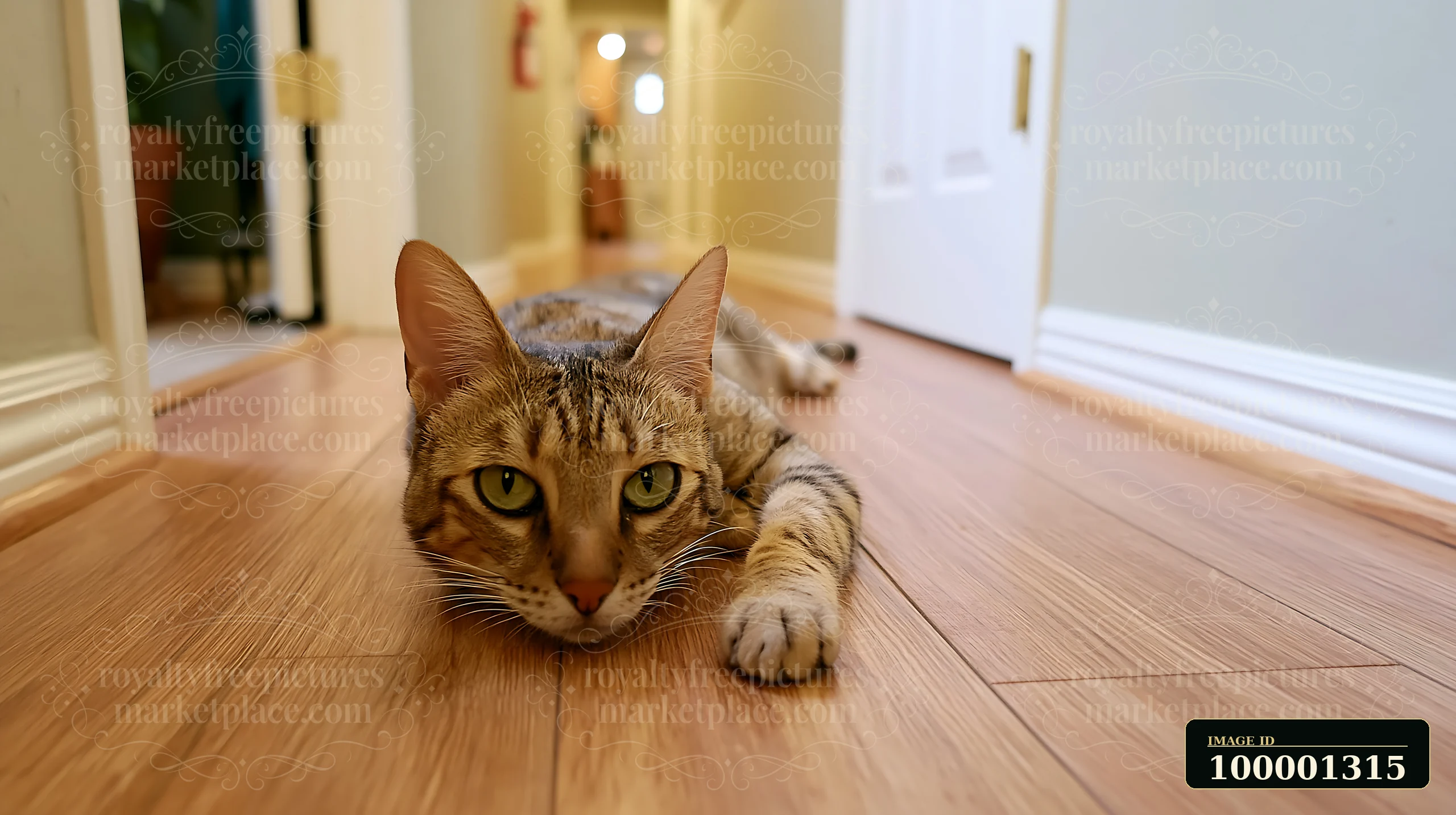 A Serengeti cat is stretched out on a wooden floor in a hallway of a home.