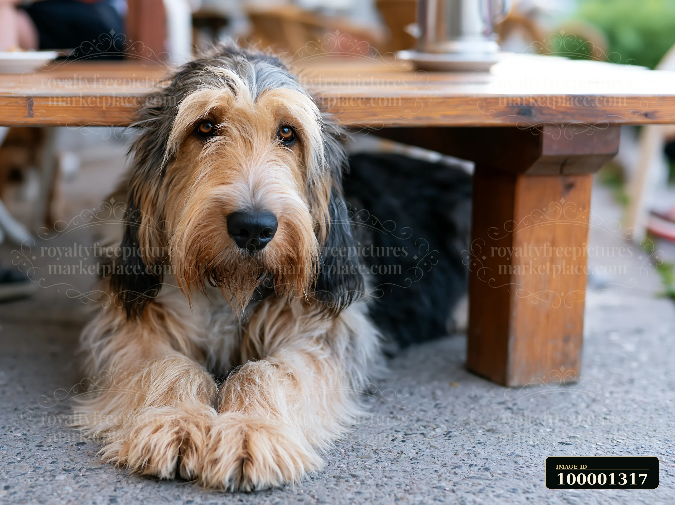 A rare dog breed at outdoor café lies comfortably under a wooden table.
