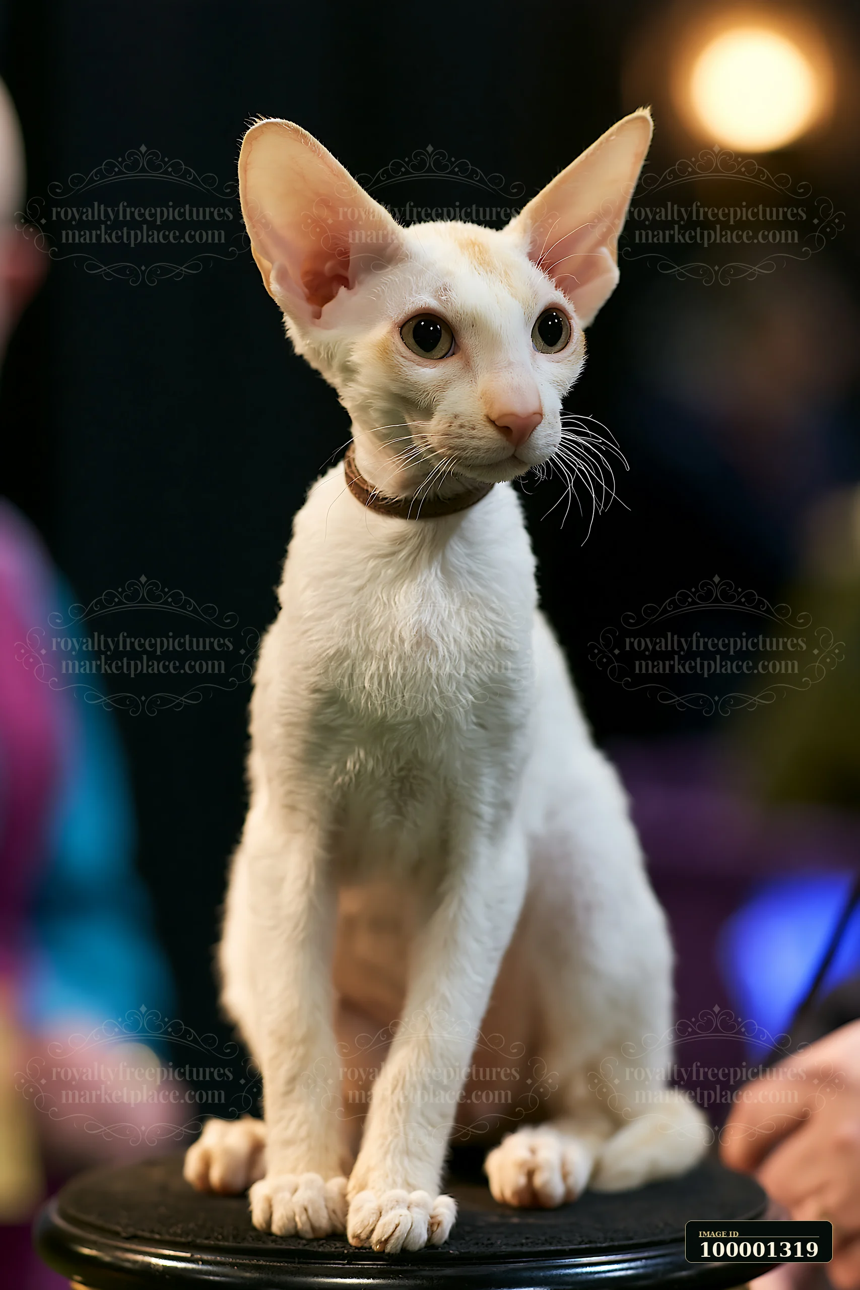 A rare cat breed at a cat show sits on a pedestal while being admired by visitors.