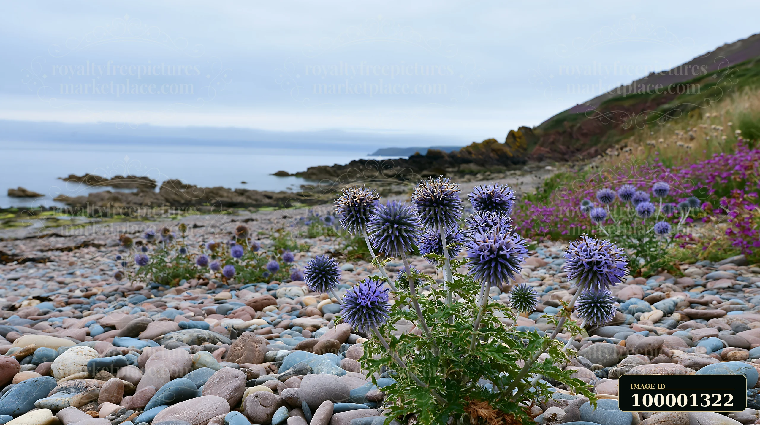 Sea holly flowers grow along a pebbled beach near the coast, surrounded by rocks and other plants.
