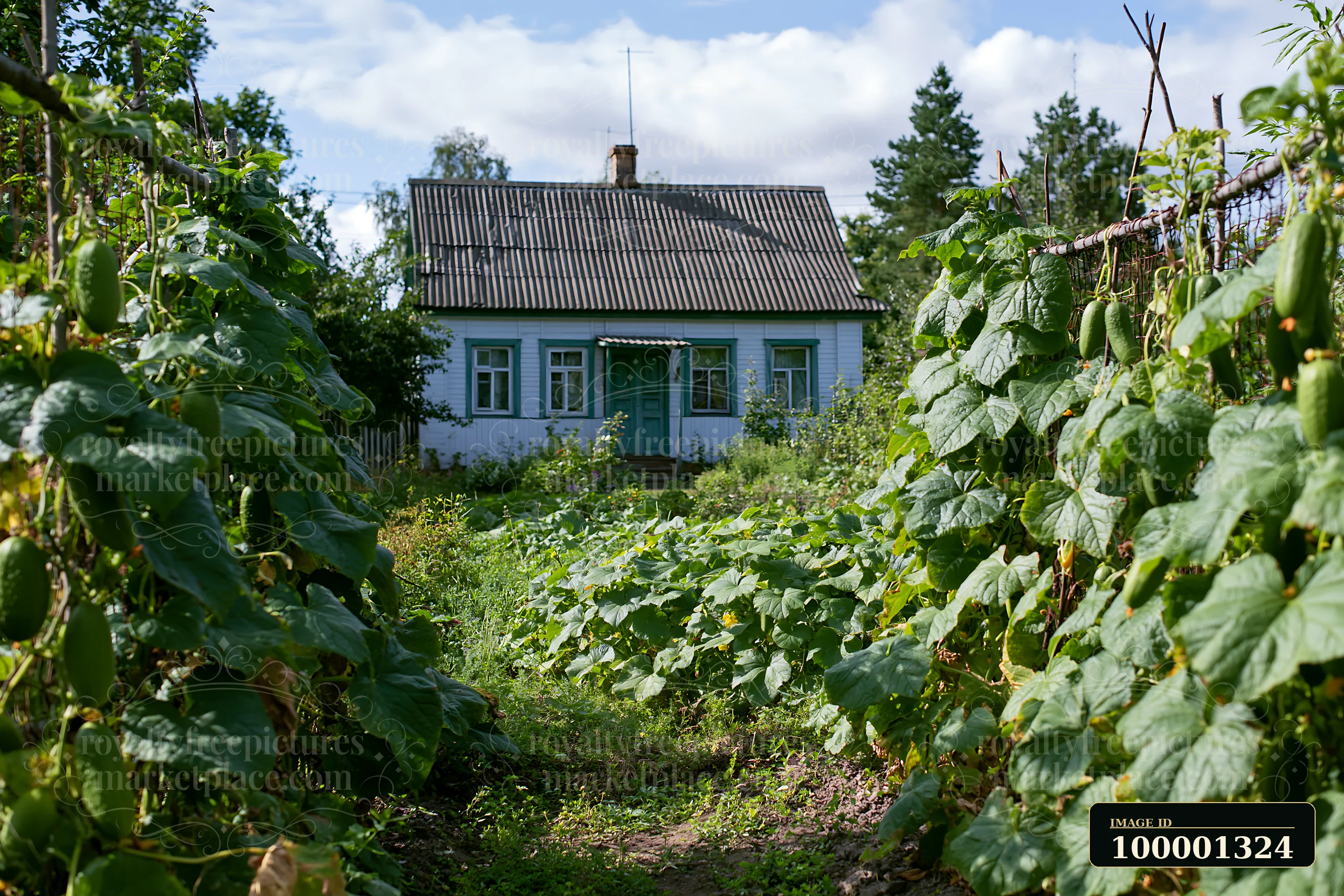 A country house with vegetable garden shows rows of plants growing in the garden.