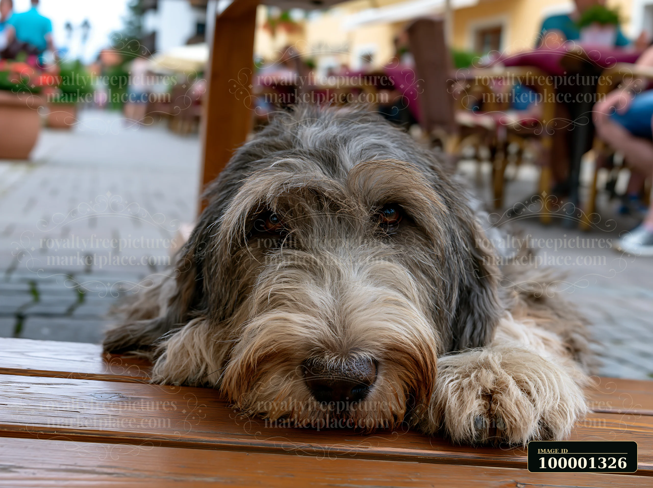 A rare dog breed is lying down with its head on a wooden table at an outdoor café.