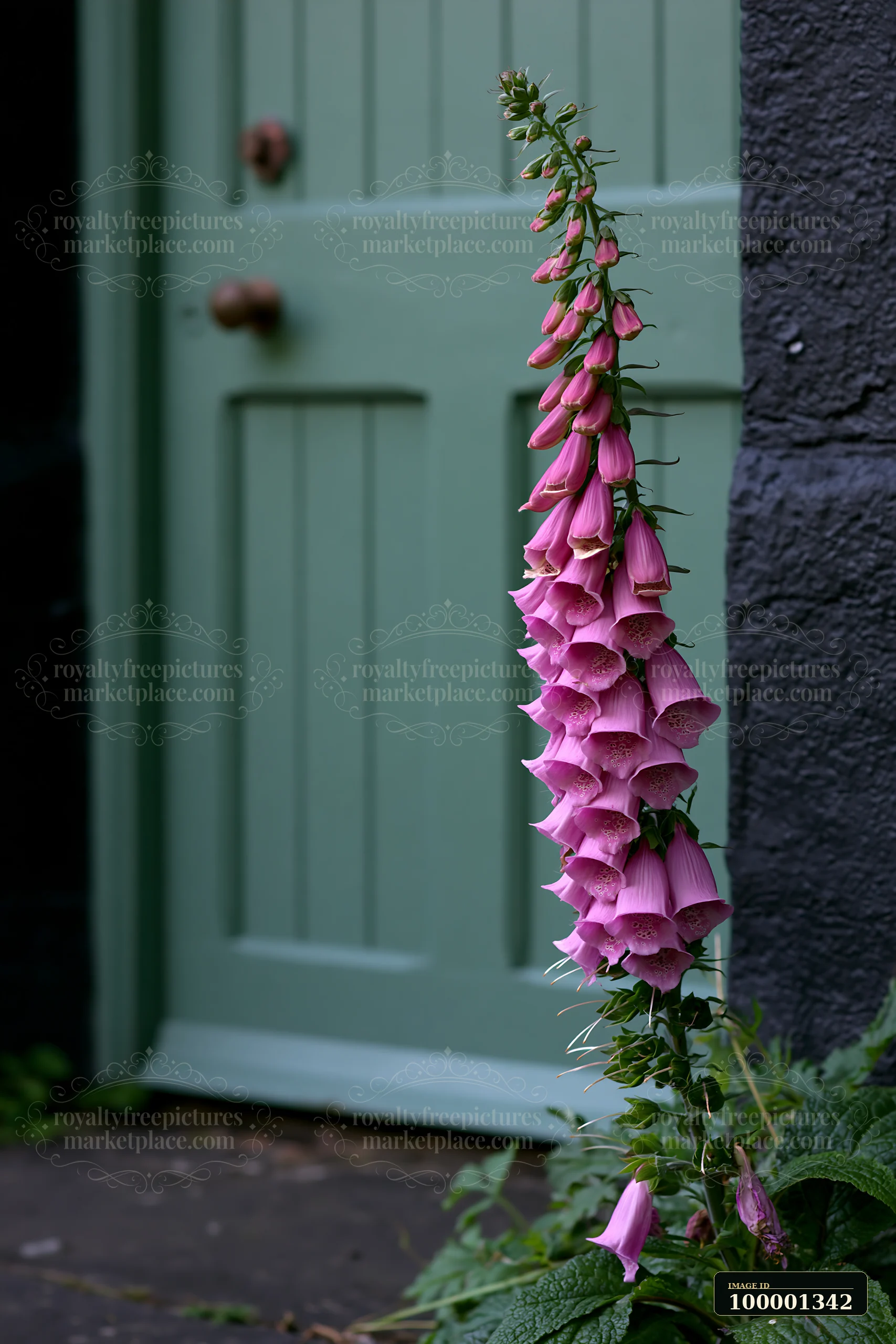 Tall foxglove flowers stand near a green door of a cottage.