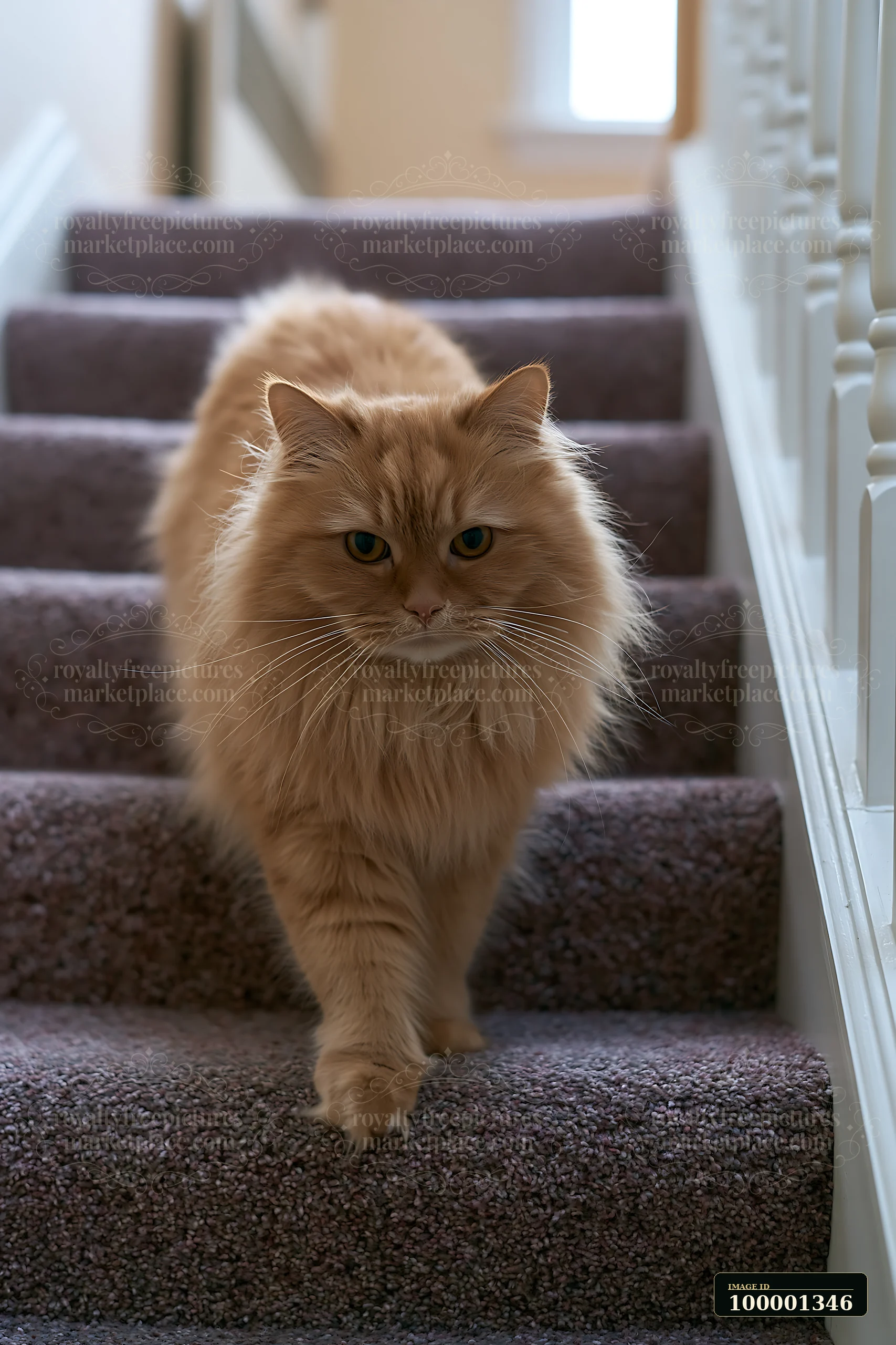 An Asian Semi-longhair cat walks down the stairs in a home setting.